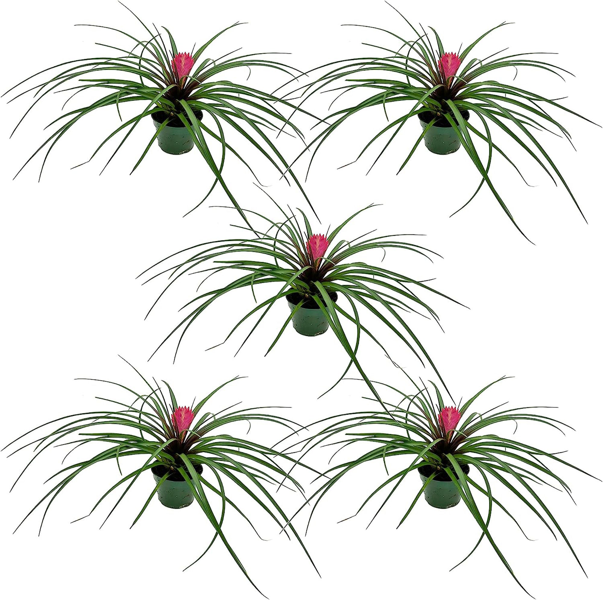 Tillandsia Cyanea