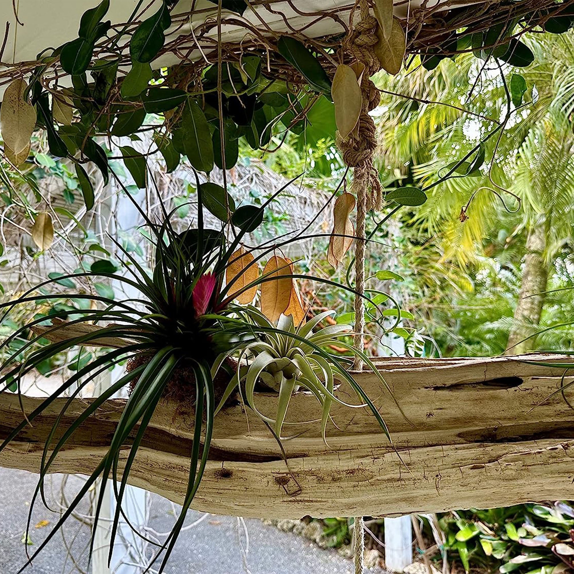 Tillandsia Cyanea