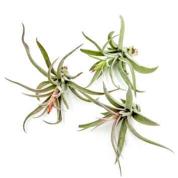 Flowering Tillandsia Harrisii Large