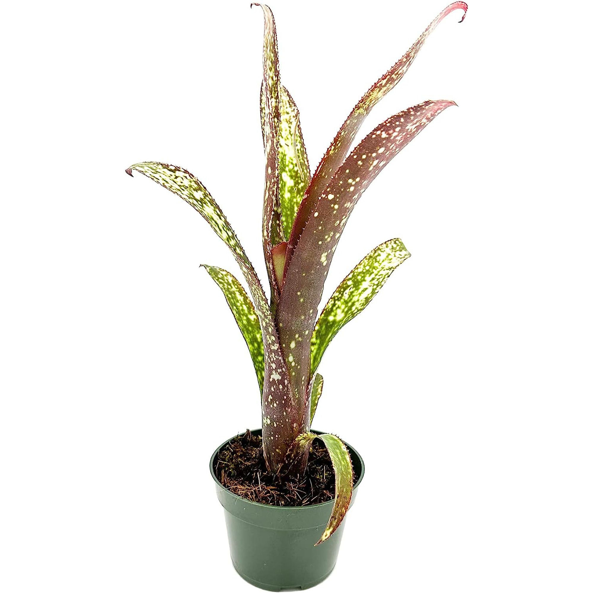 Bromeliad Billbergia Casa Blanca