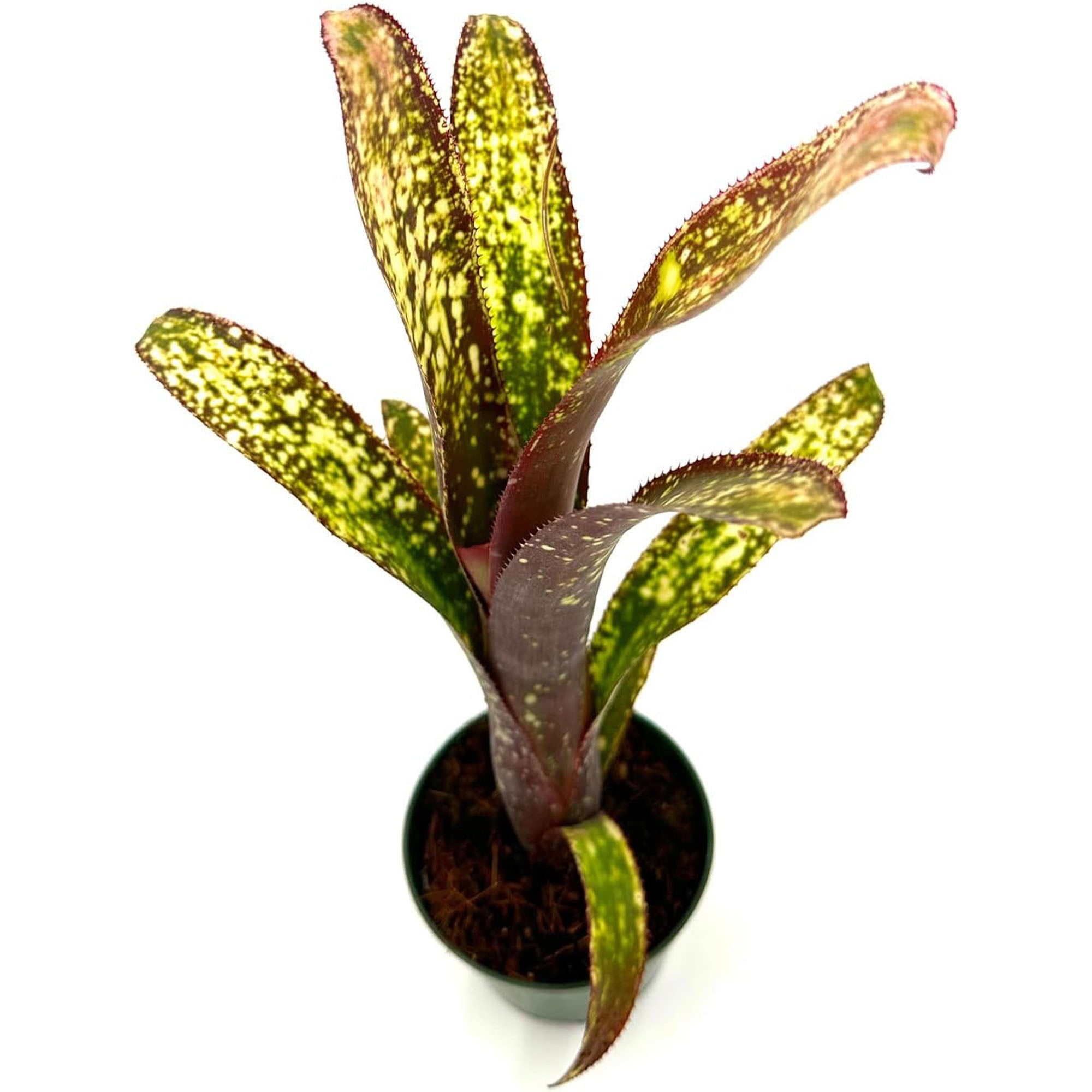 Bromeliad Billbergia Casa Blanca