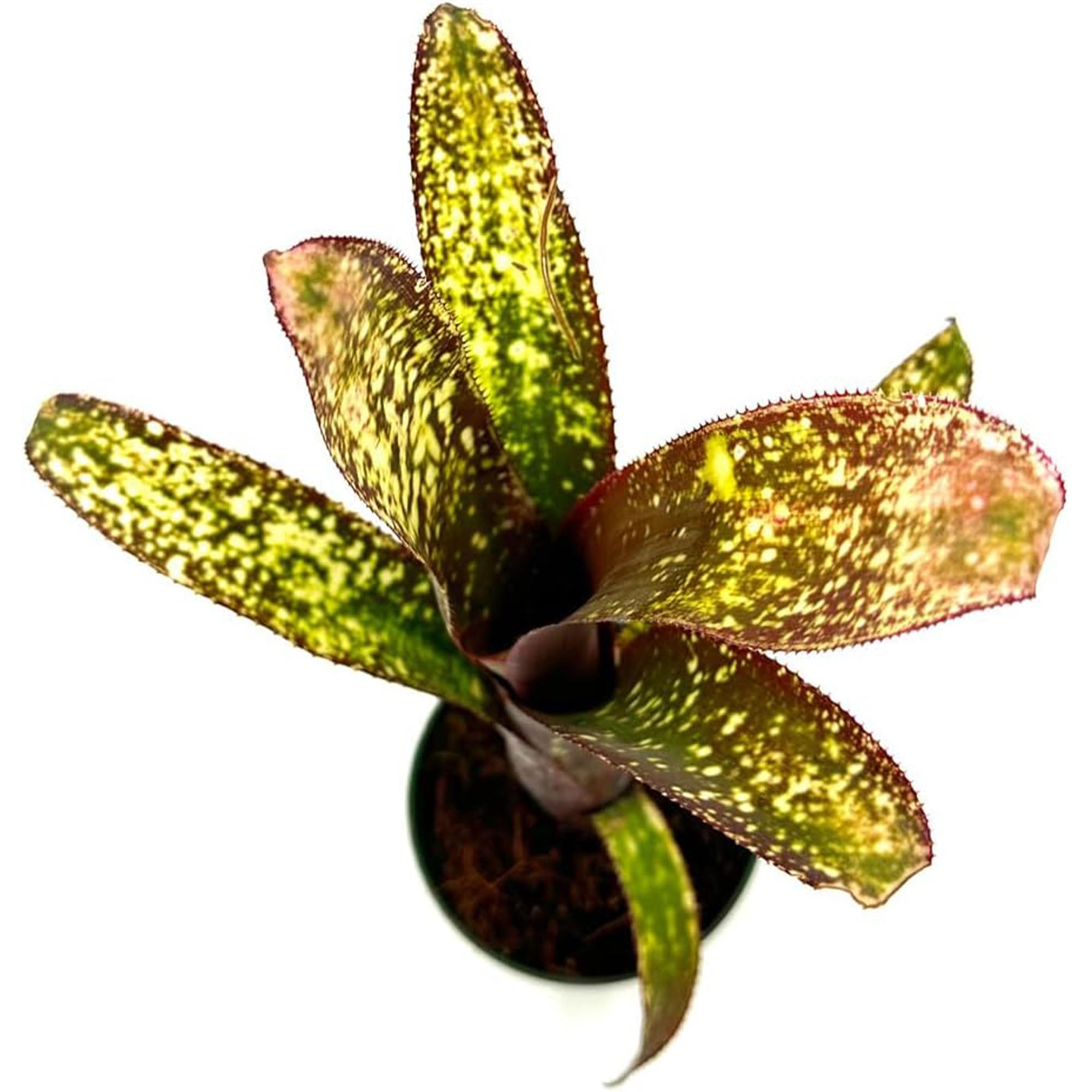 Bromeliad Billbergia Casa Blanca