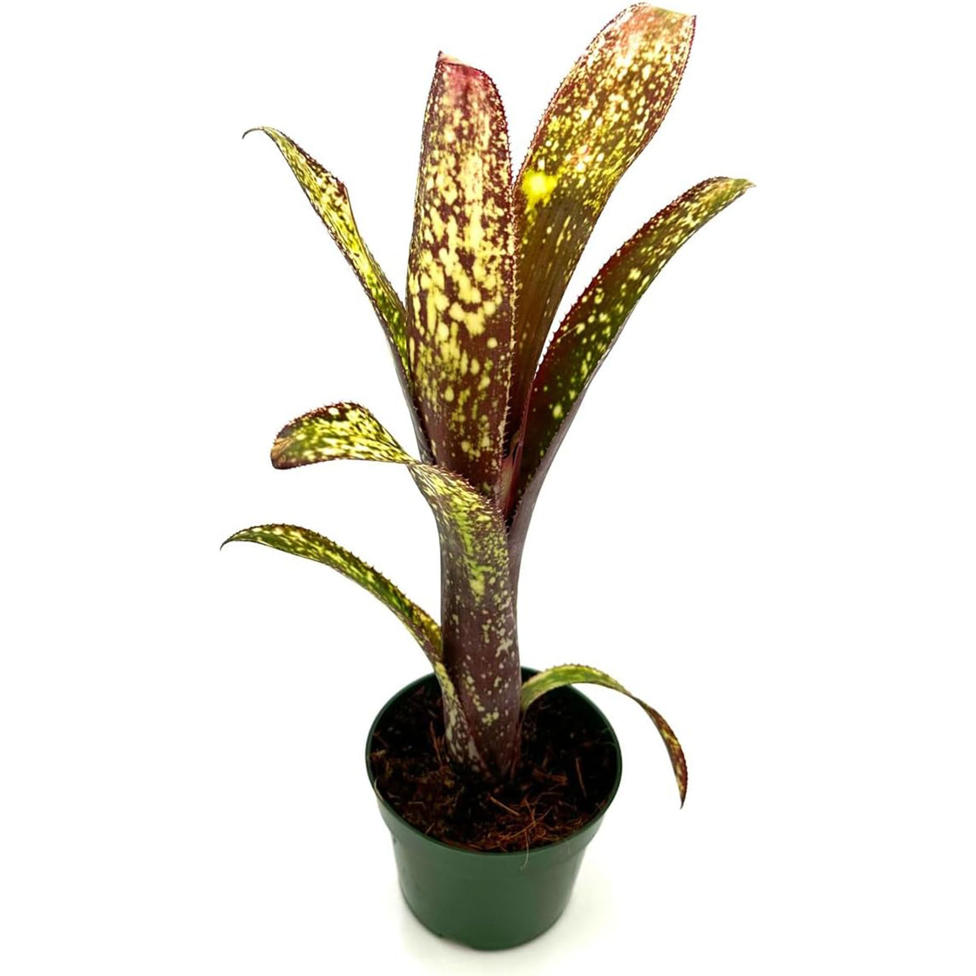 Bromeliad Billbergia Casa Blanca