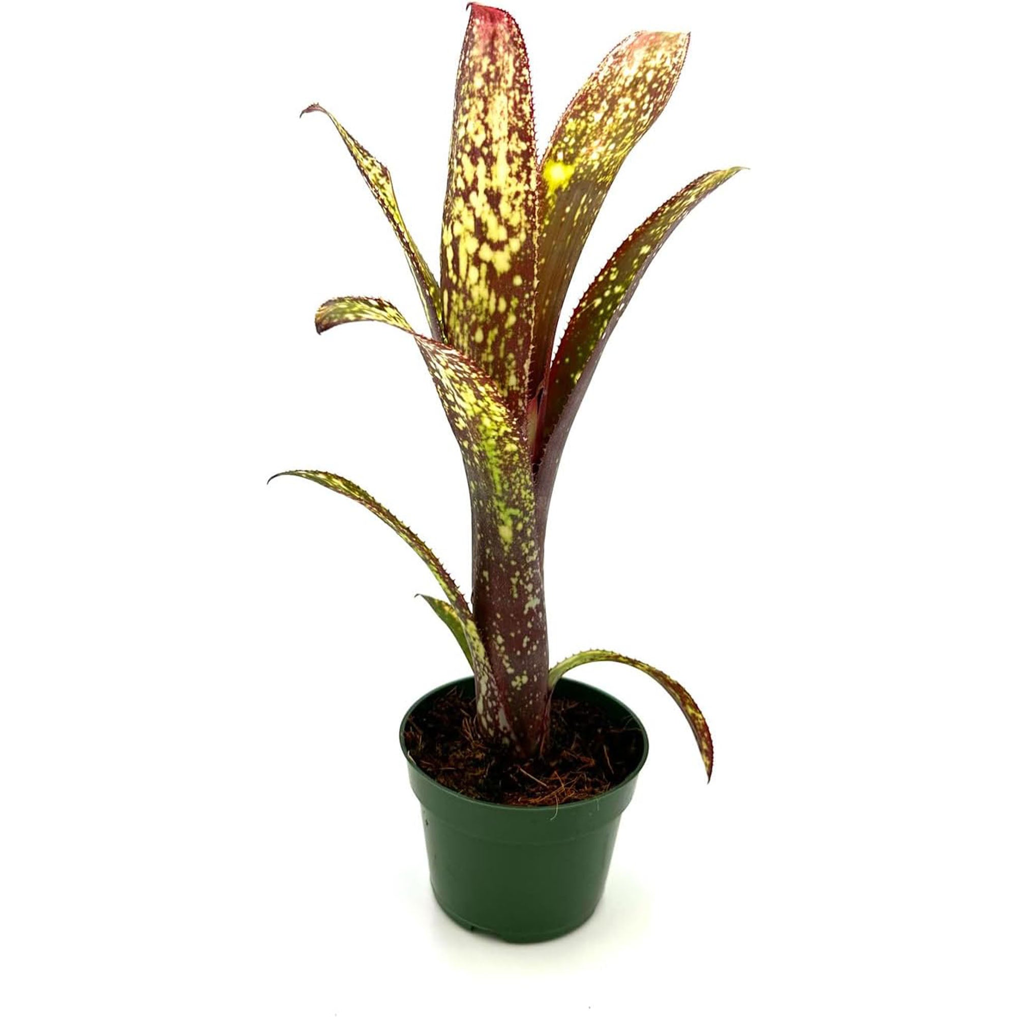 Bromeliad Billbergia Casa Blanca