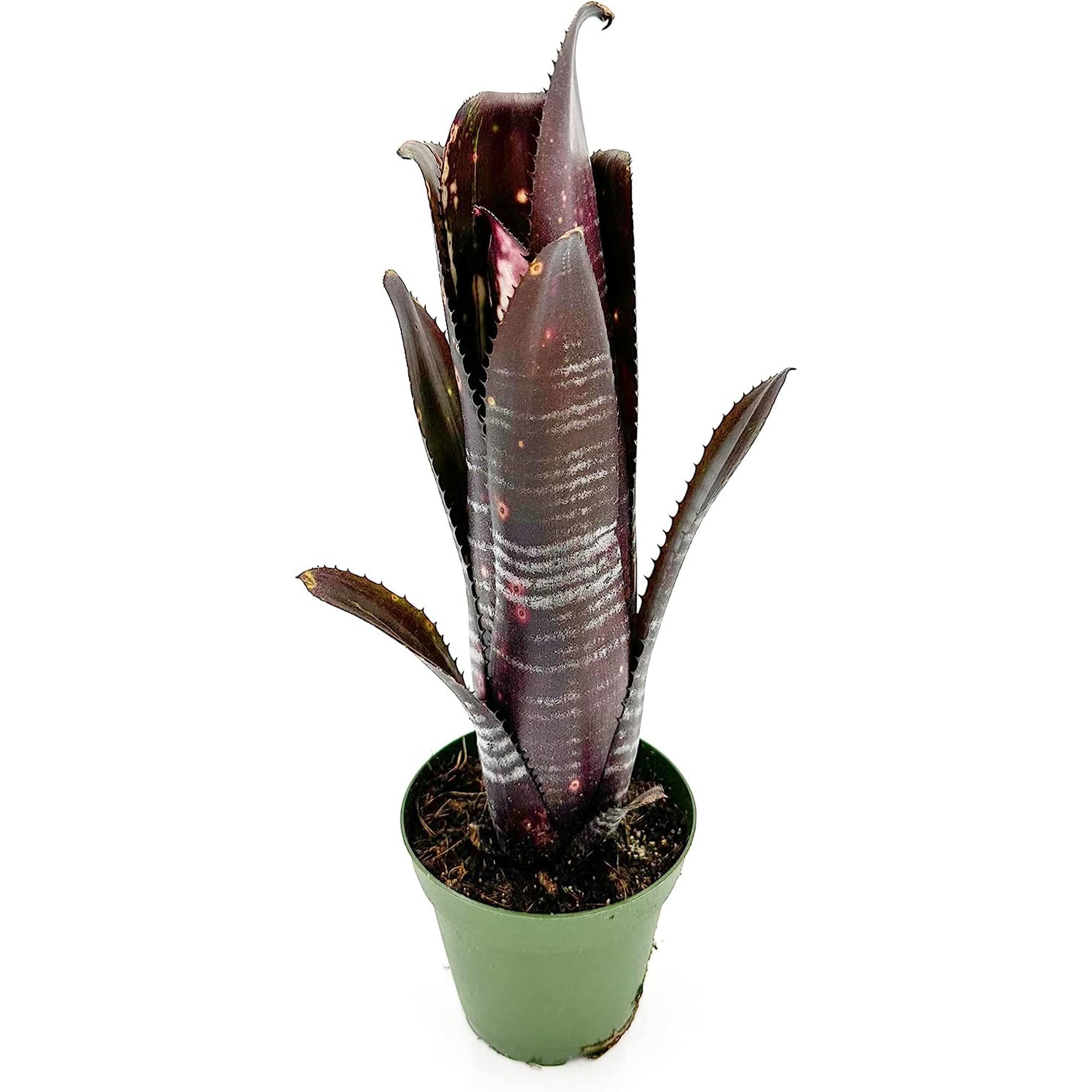 Bromeliad Billbergia Darth Vader