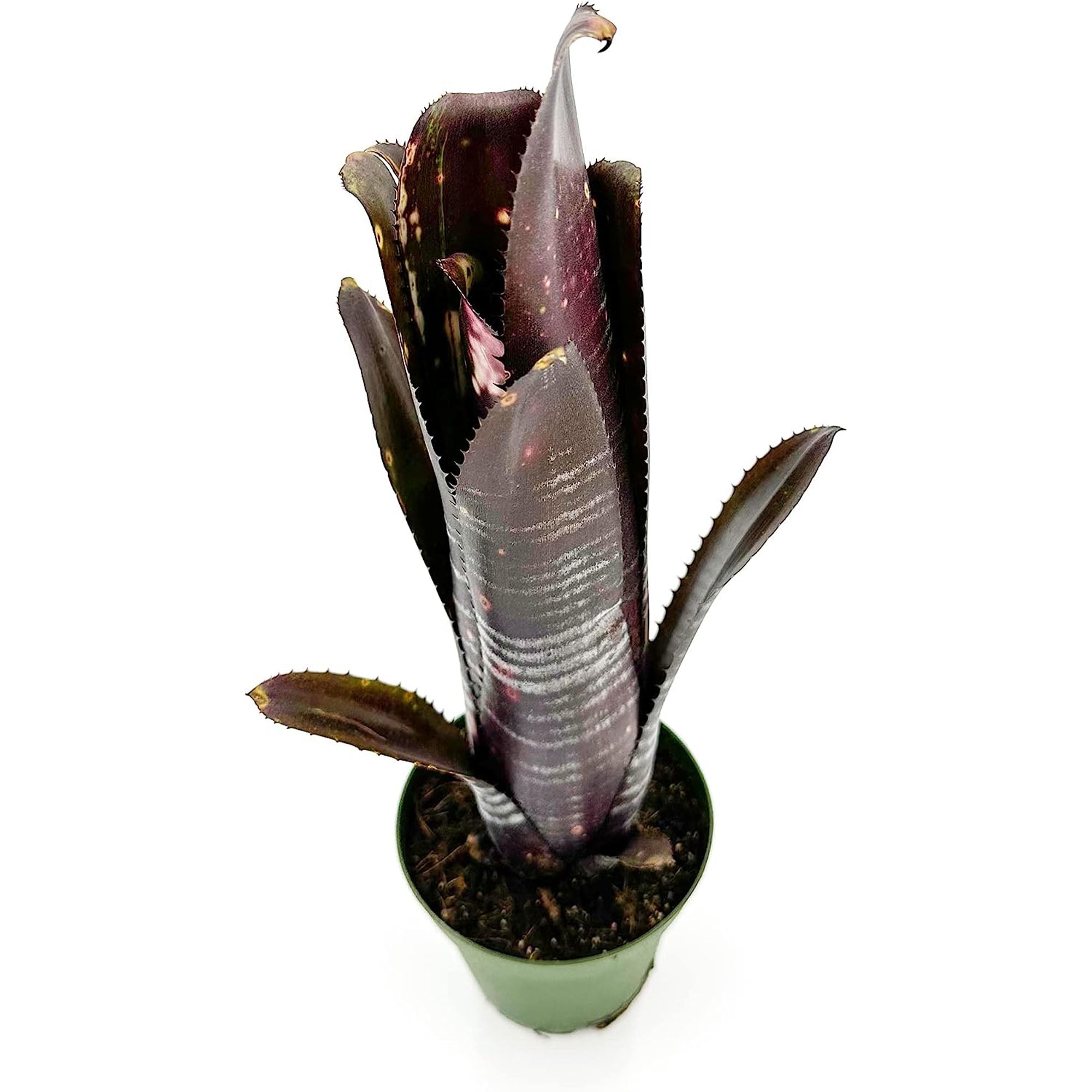 Bromeliad Billbergia Darth Vader