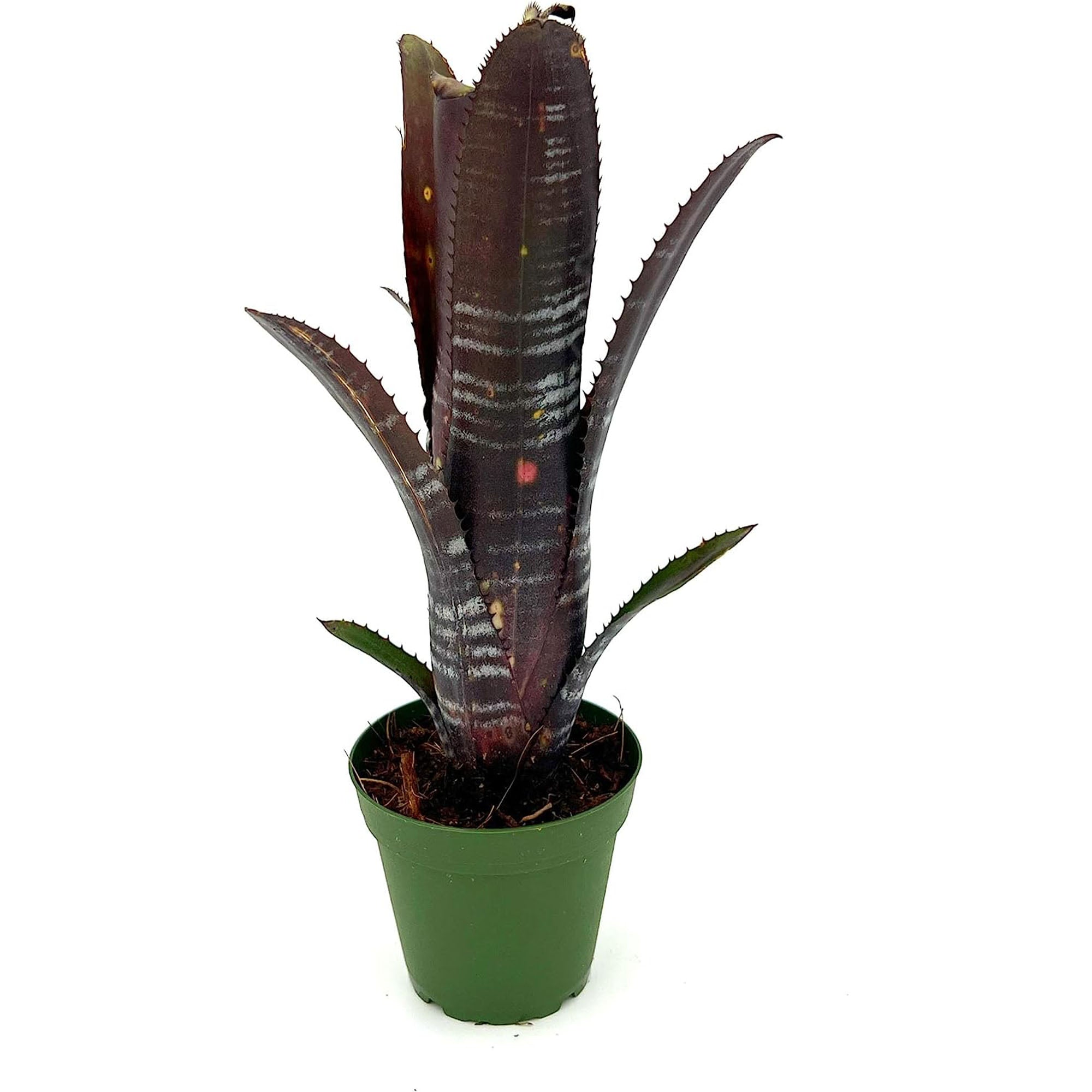 Bromeliad Billbergia Darth Vader