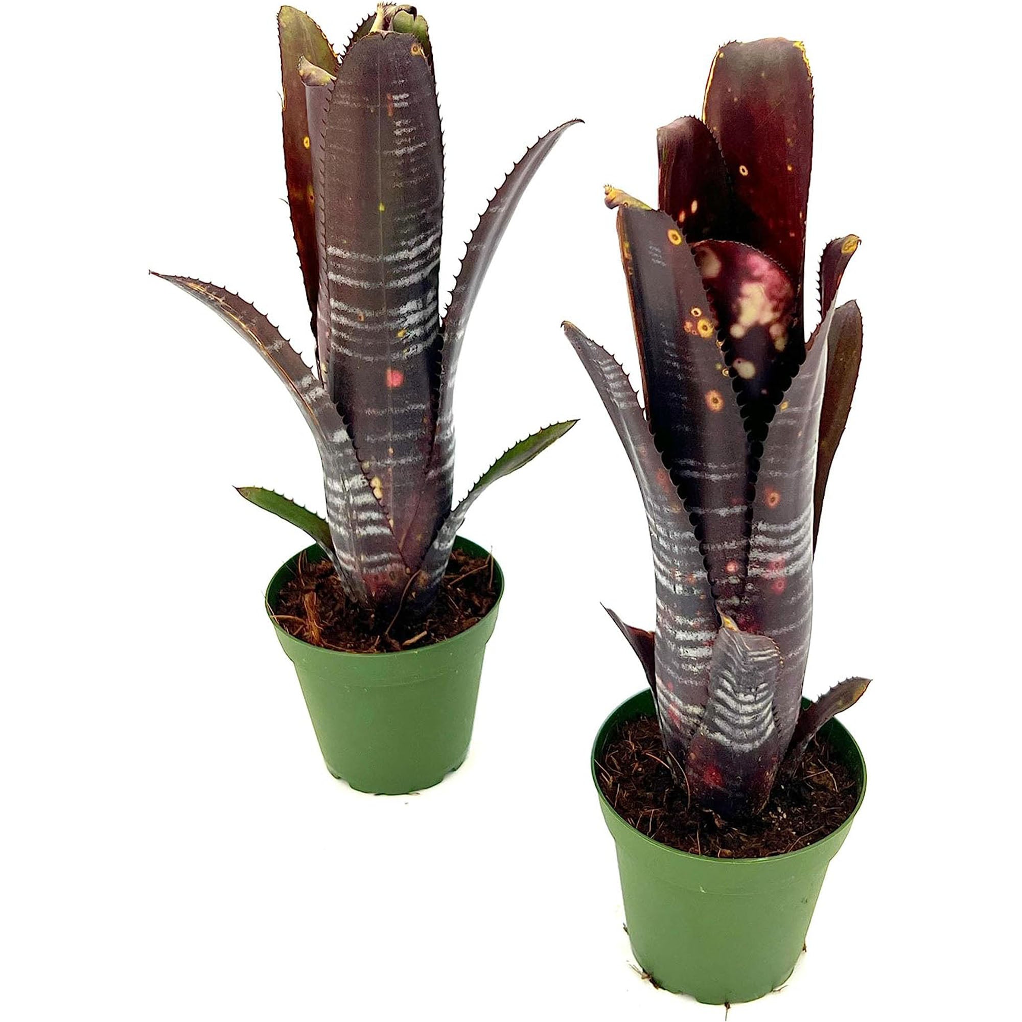 Bromeliad Billbergia Darth Vader