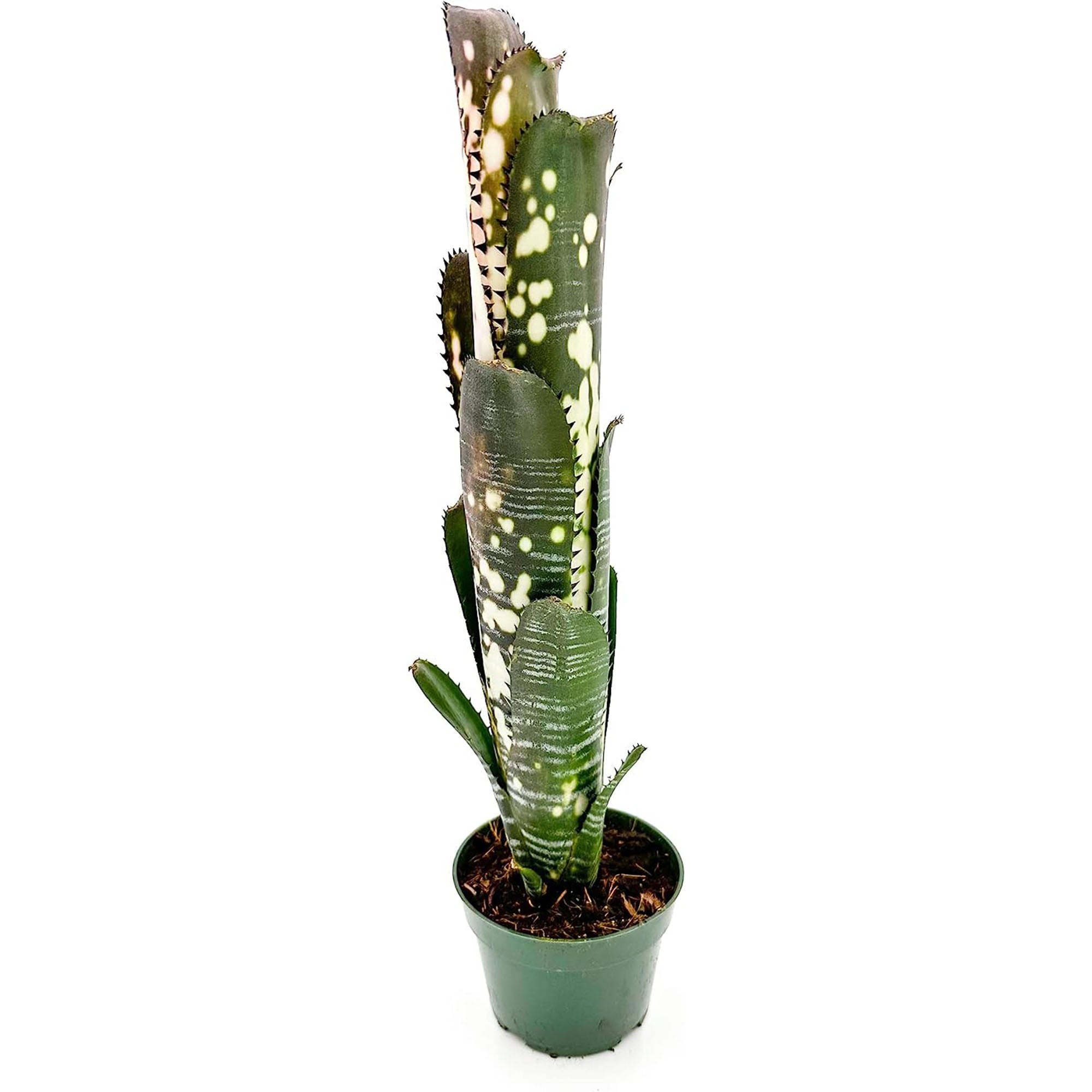 BCR Bromeliad Cultivar Register>