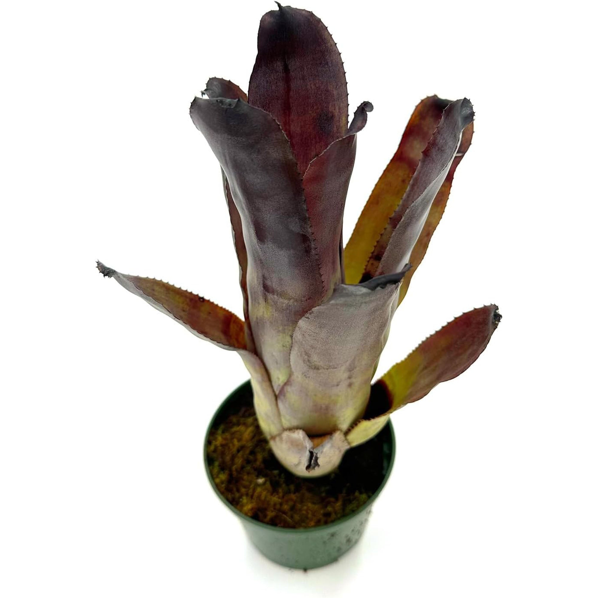 Bromeliad Billbergia Galaxy