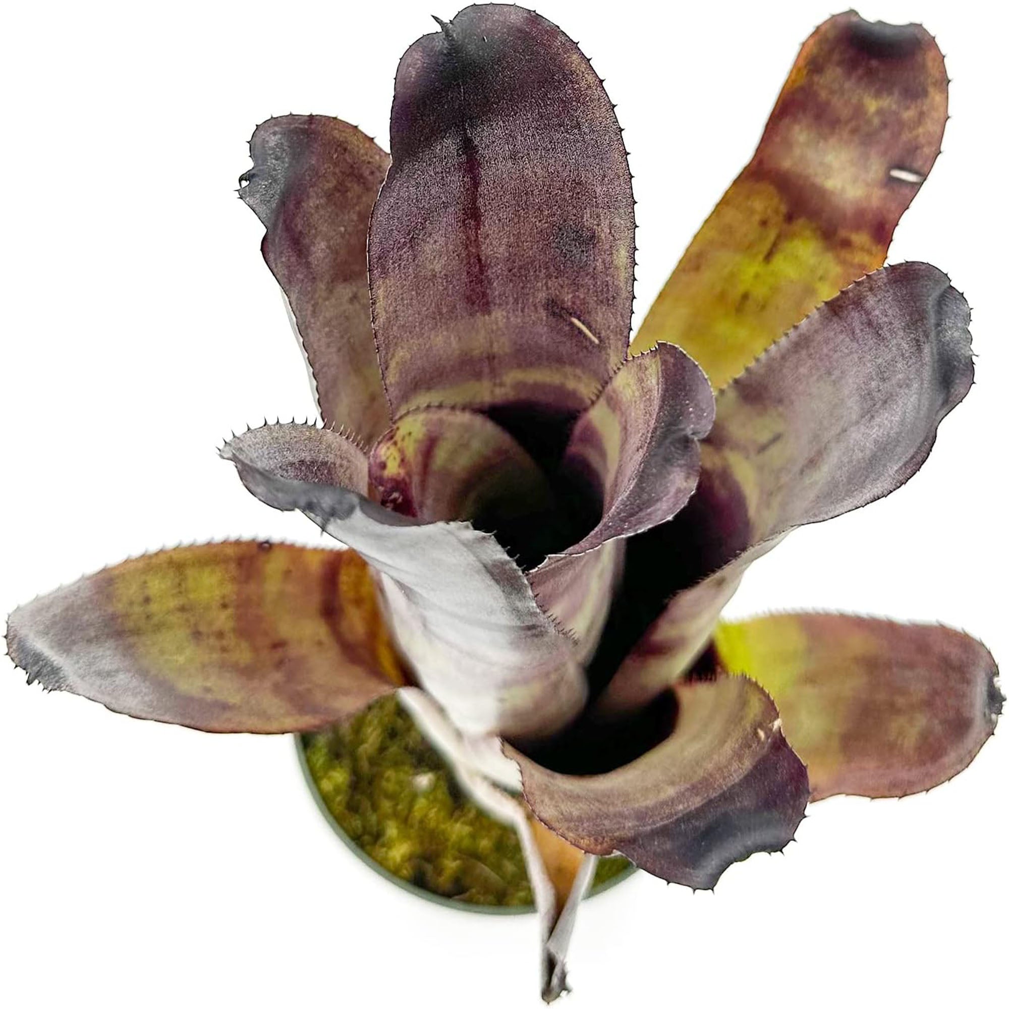 Bromeliad Billbergia Galaxy