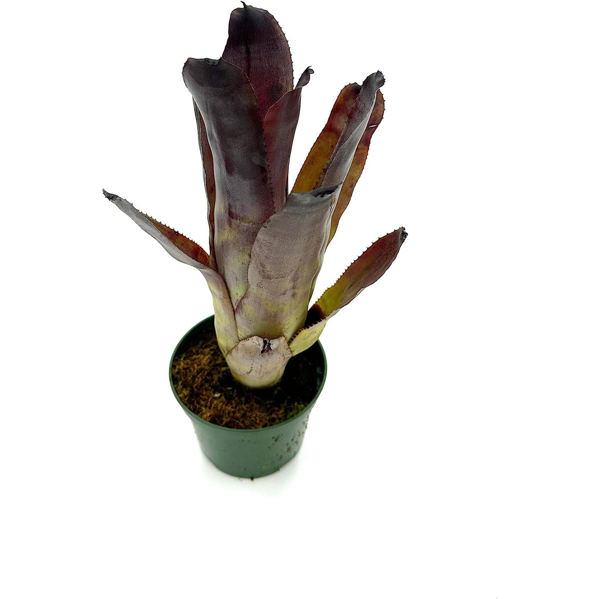 Bromeliad Billbergia Galaxy