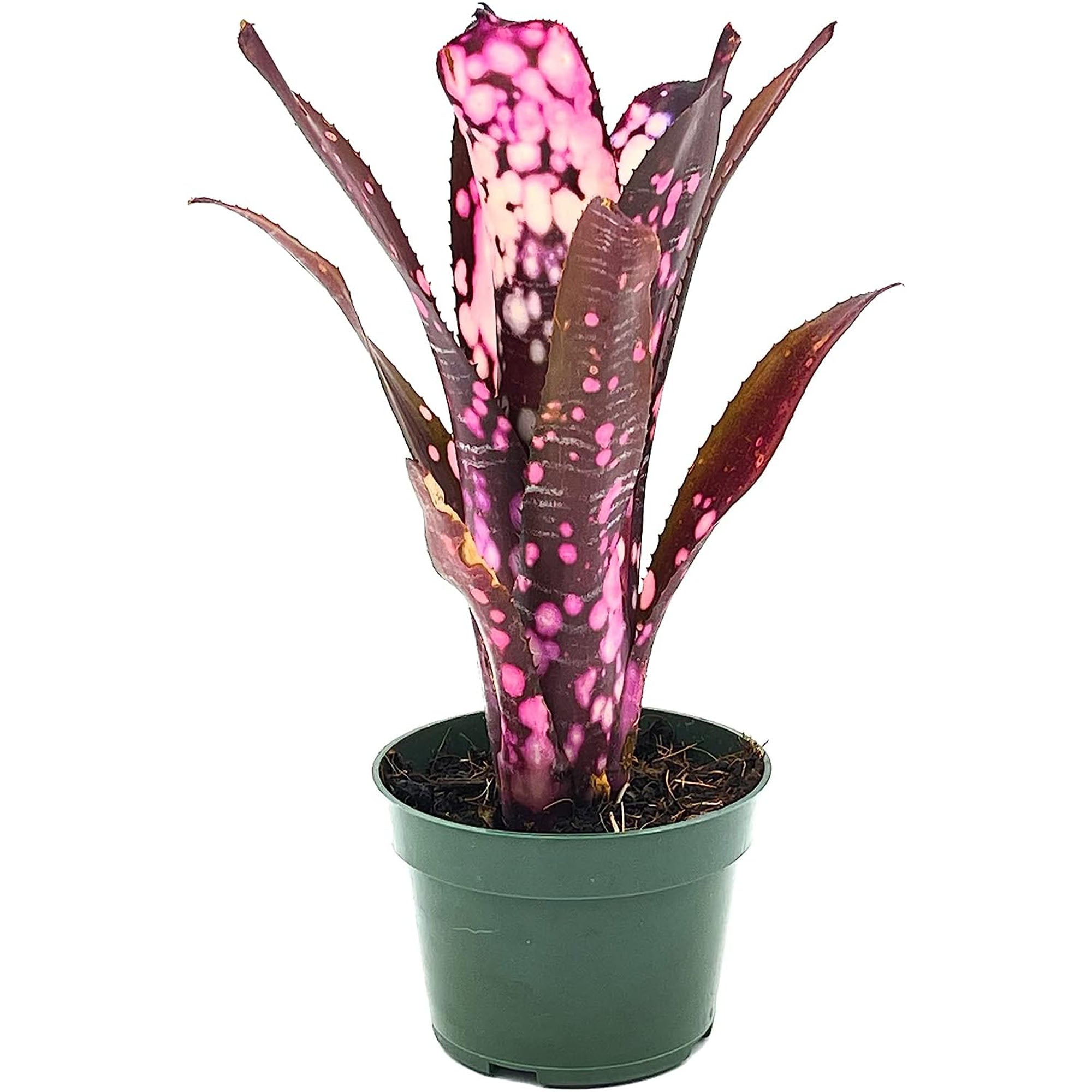 Potted Bromeliad Billbergia Hallelujah