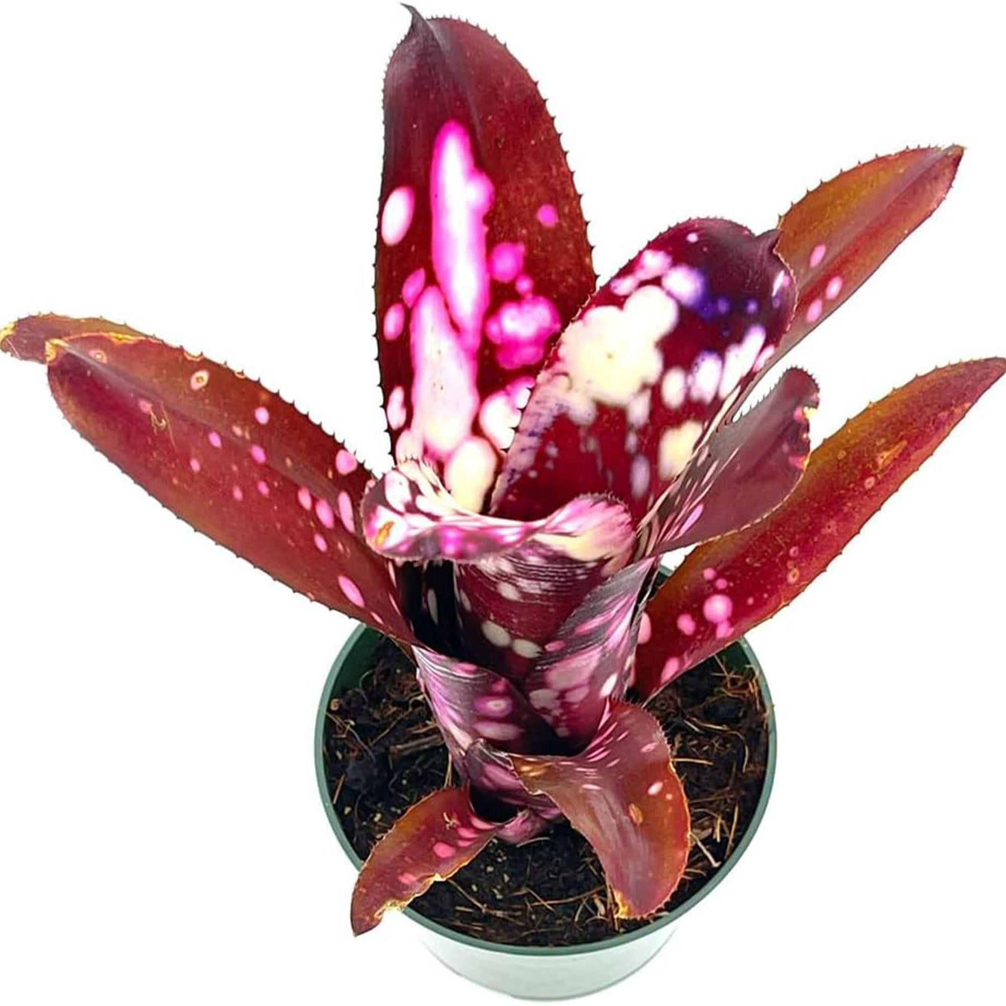 Potted Bromeliad Billbergia Hallelujah