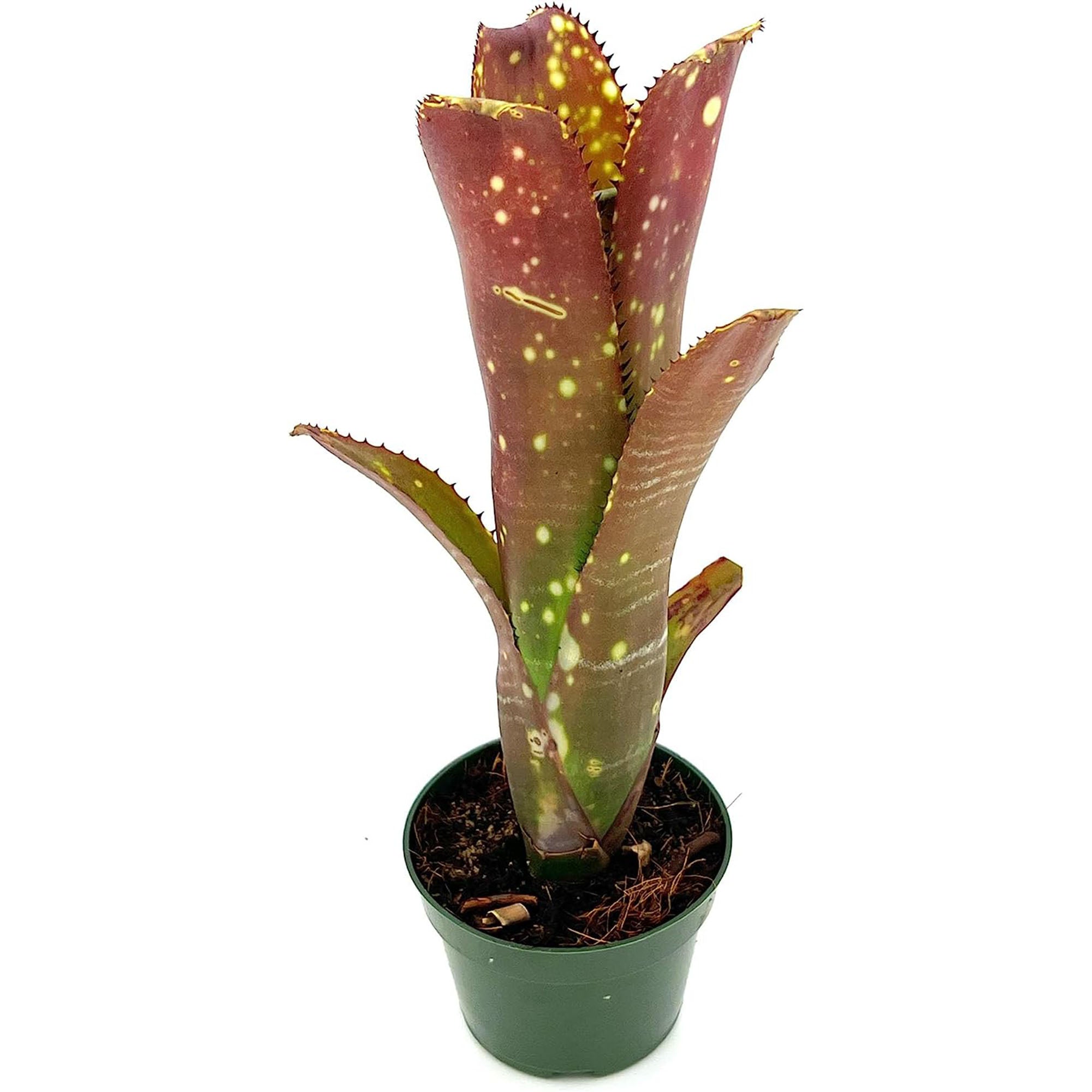 Bromeliad Billbergia Lots of Spots