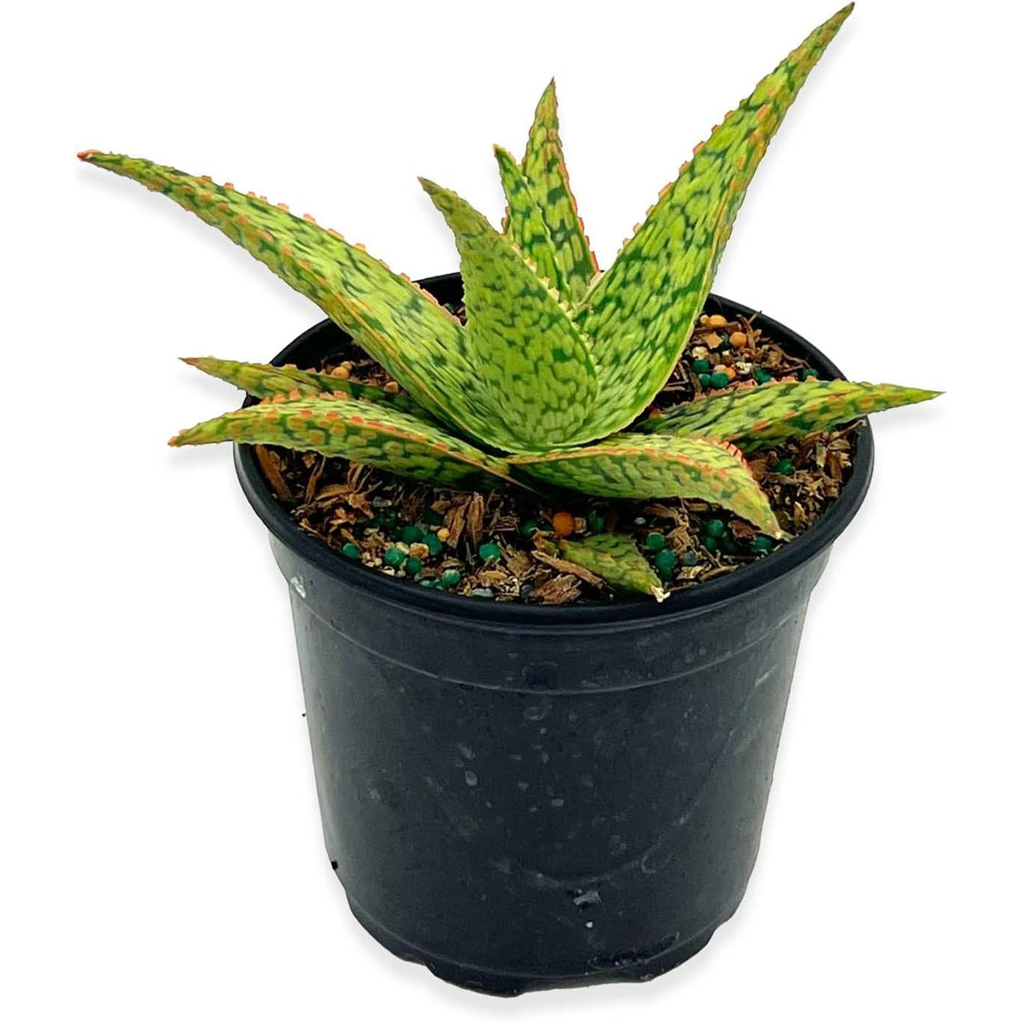 Succulent Aloe Pink Blush