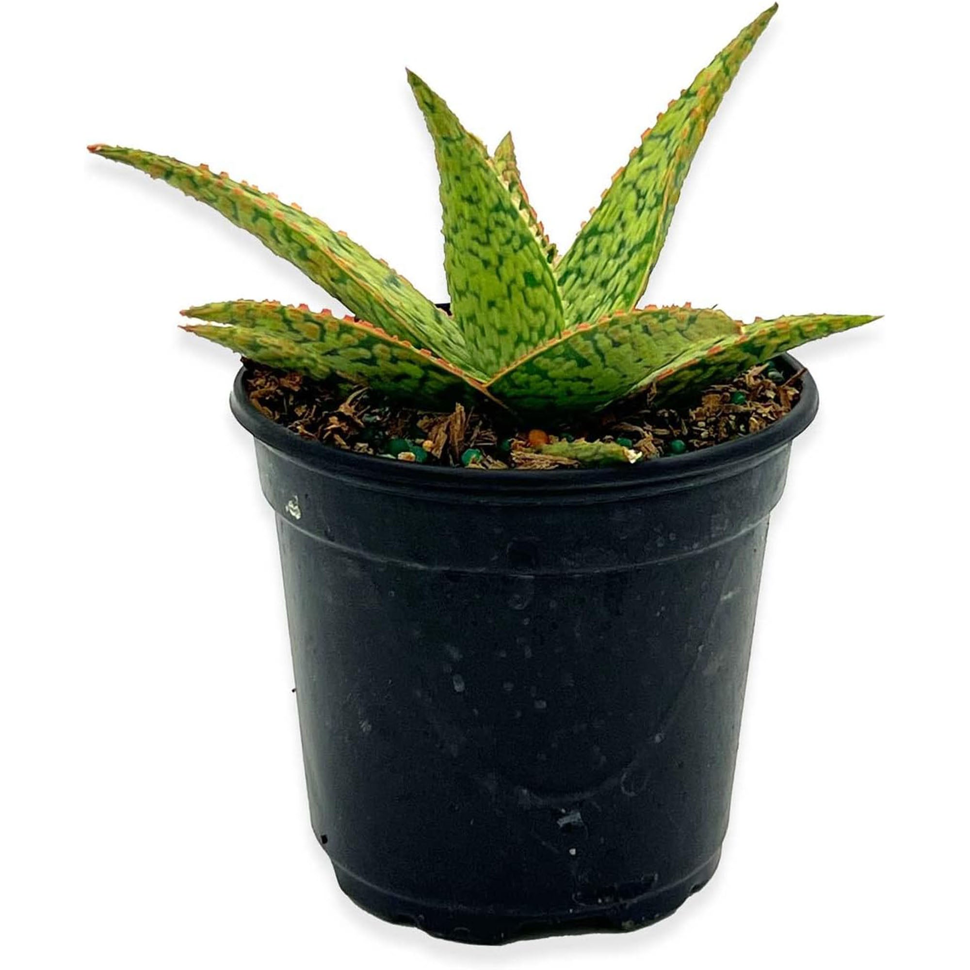 Succulent Aloe Pink Blush