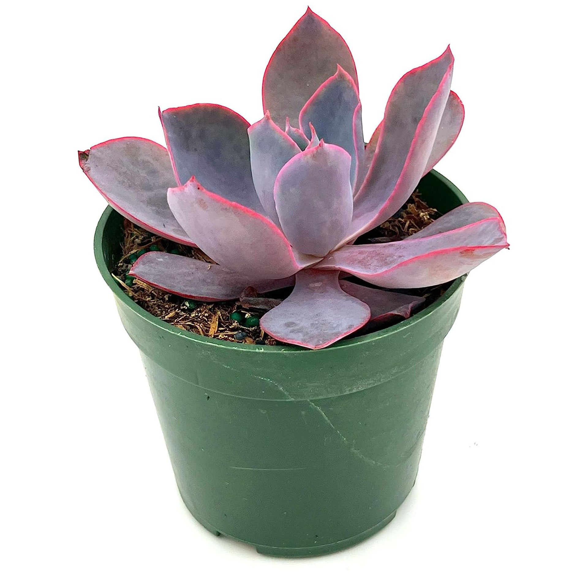 afterglow succulent care Succulent Echeveria Afterglow