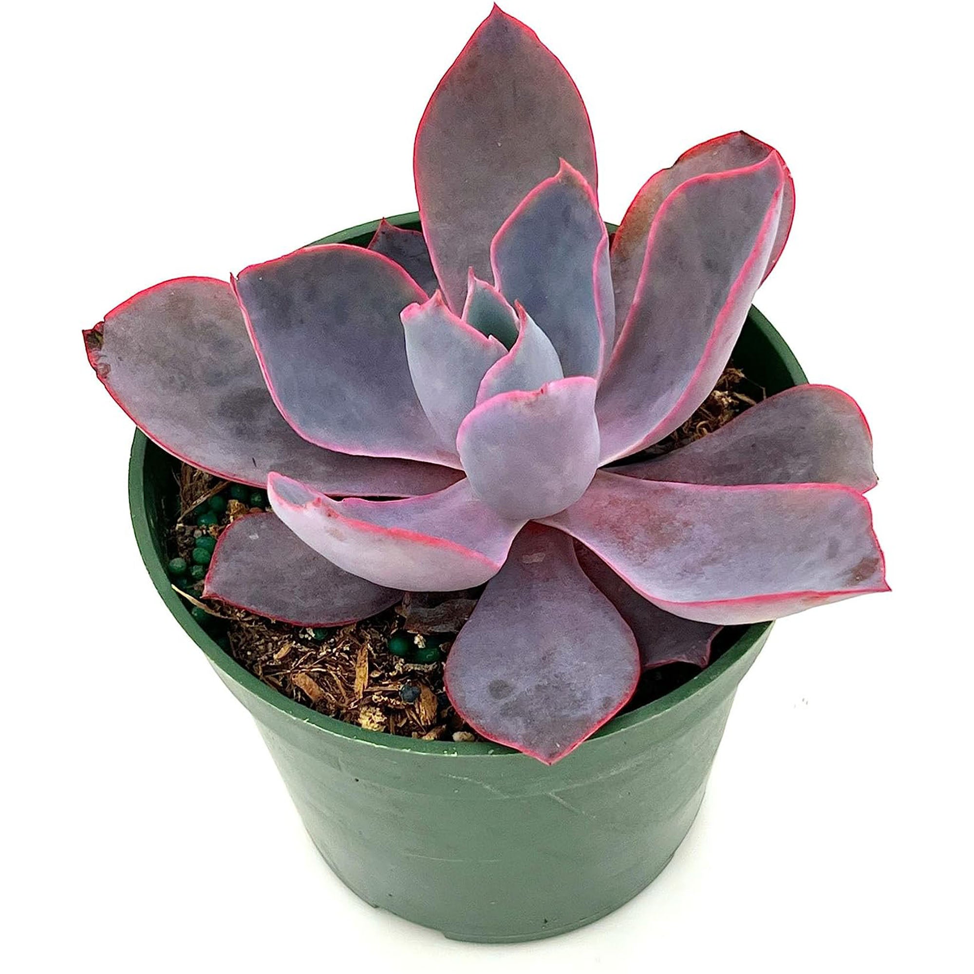 Succulent Echeveria Afterglow