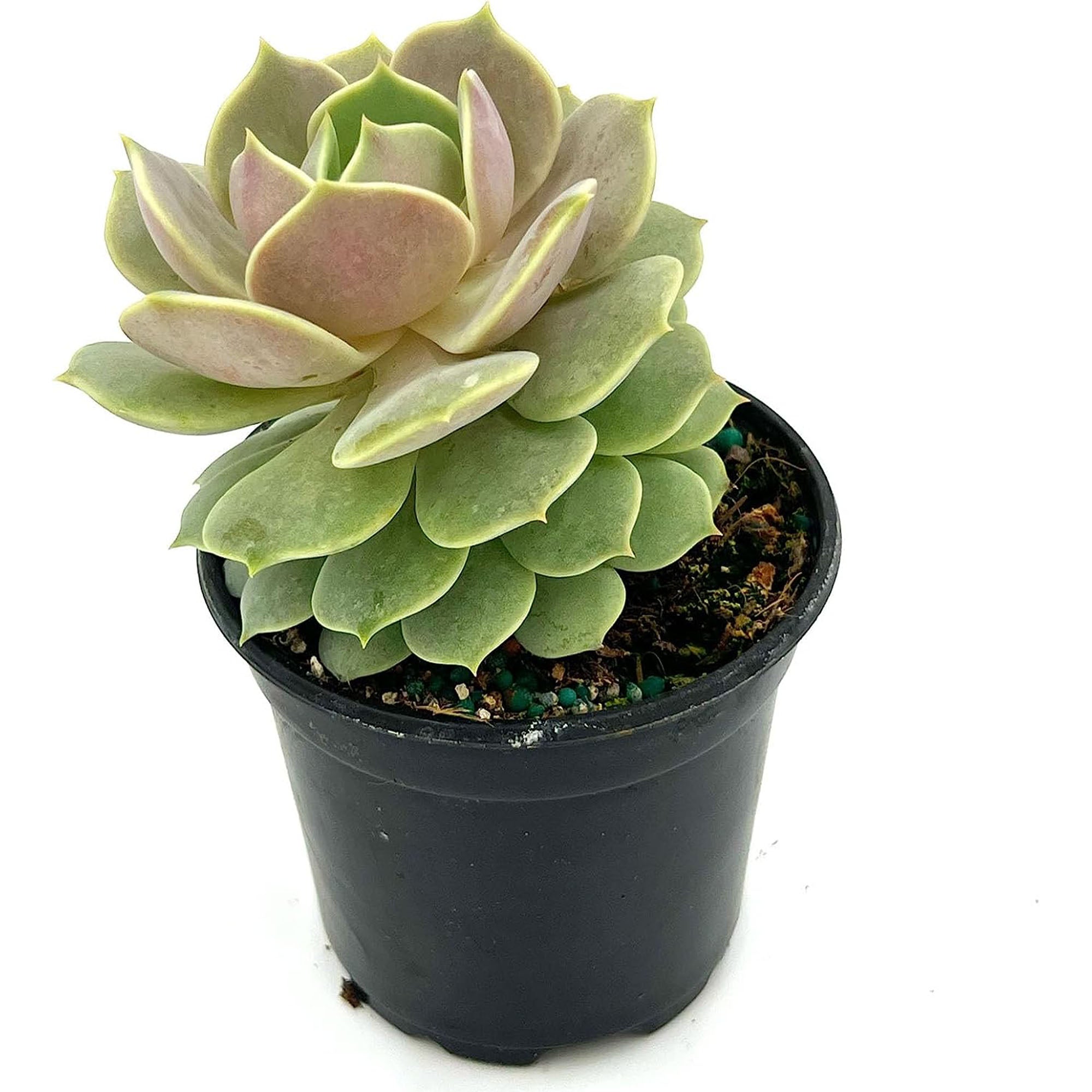 Succulent Echeveria Lola