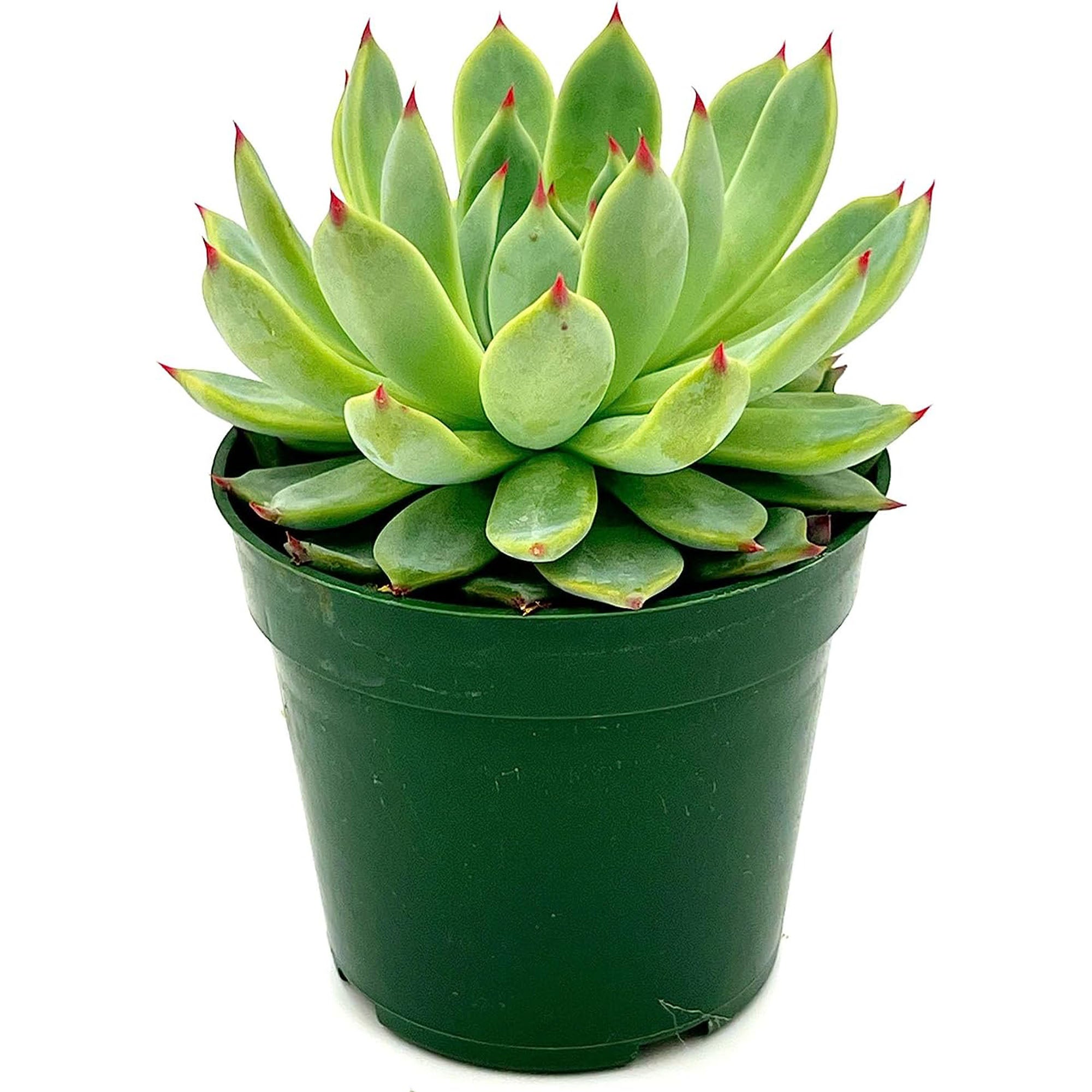 Succulent Echeveria Parva