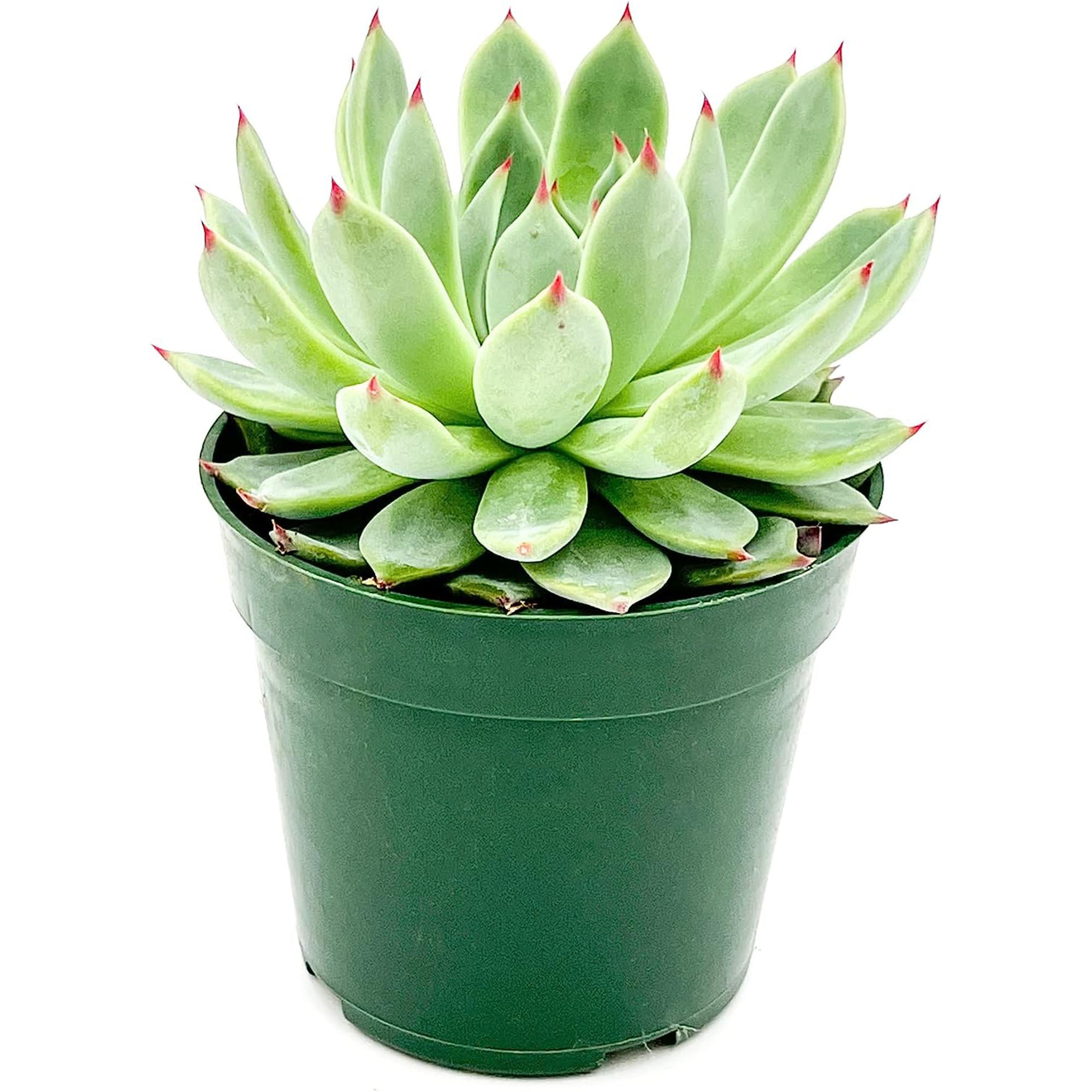 Succulent Echeveria Parva