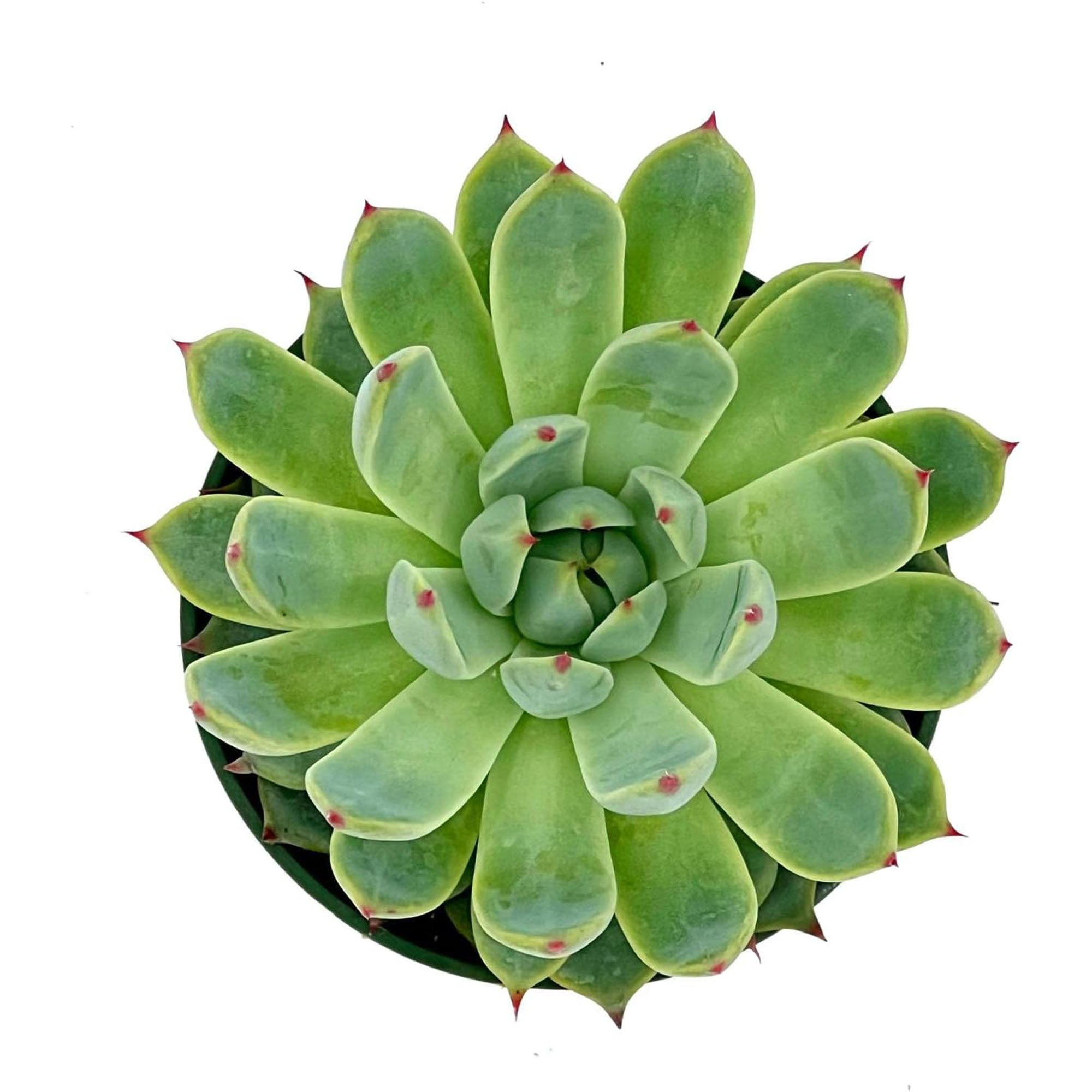 Succulent Agave Isthmensis Mediopicta