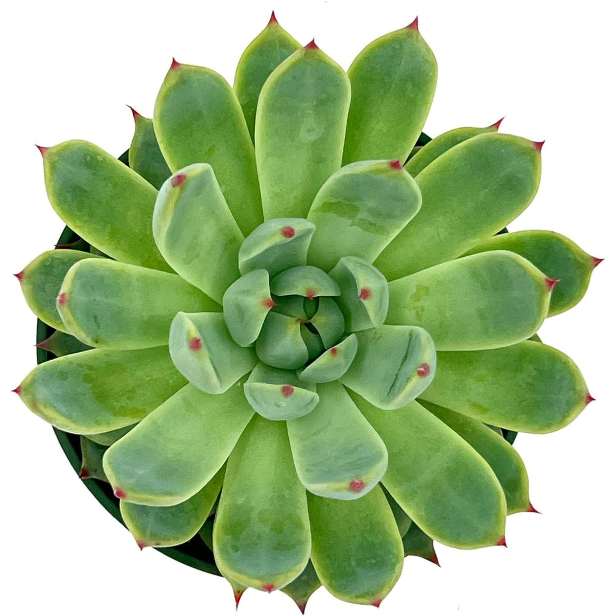 Succulent Agave Isthmensis Mediopicta