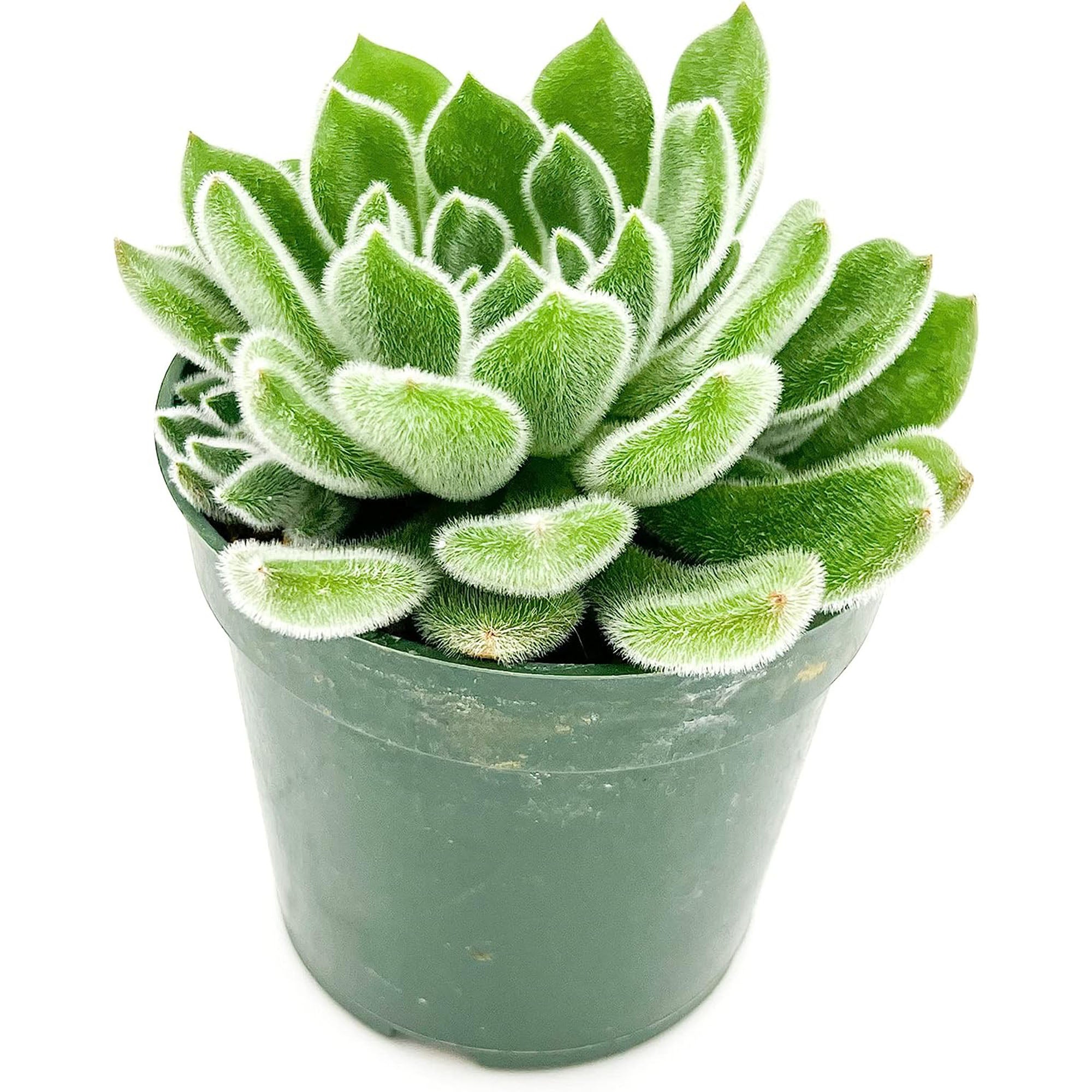 Succulent Echeveria Setosa