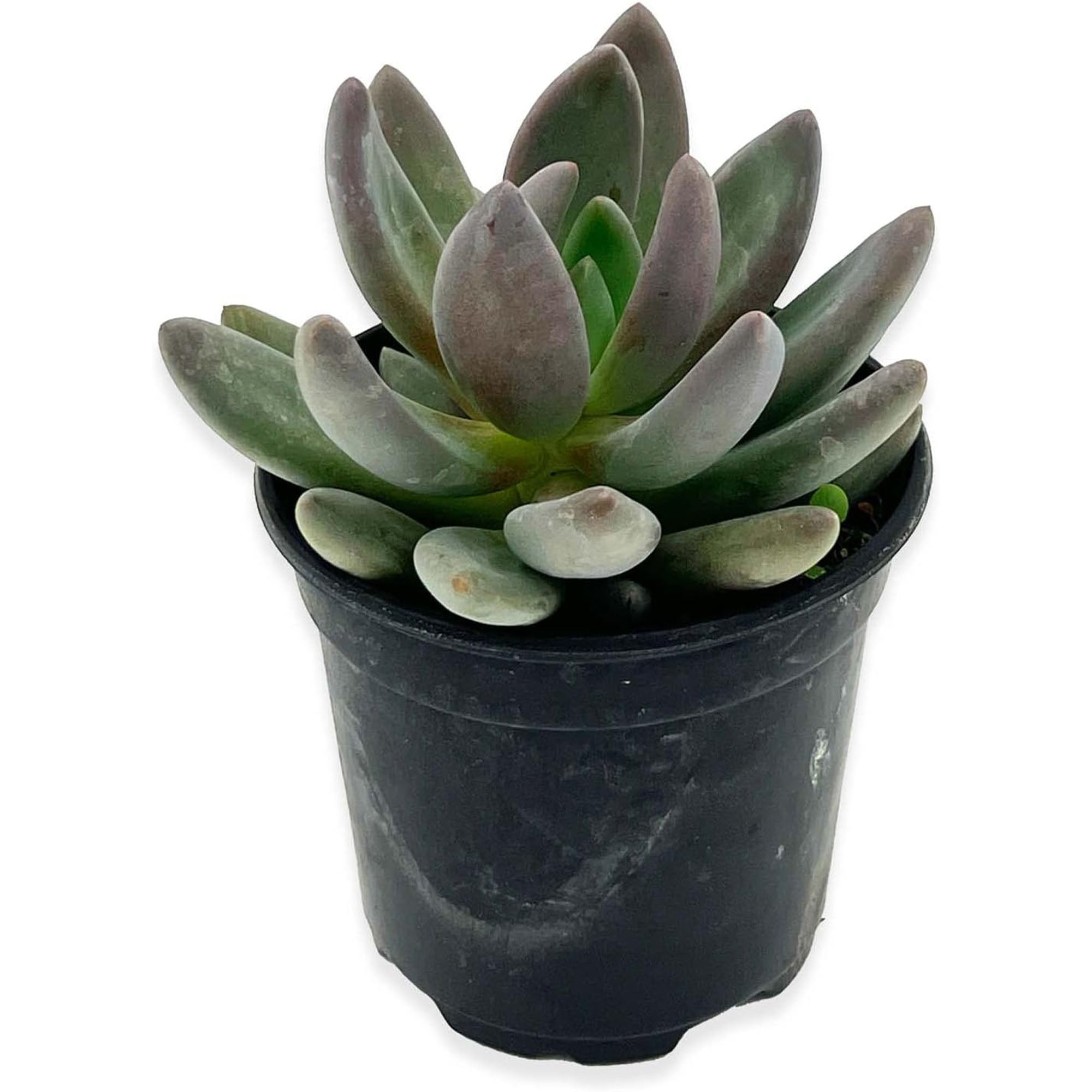 Succulent Echeveria Tolimanensis