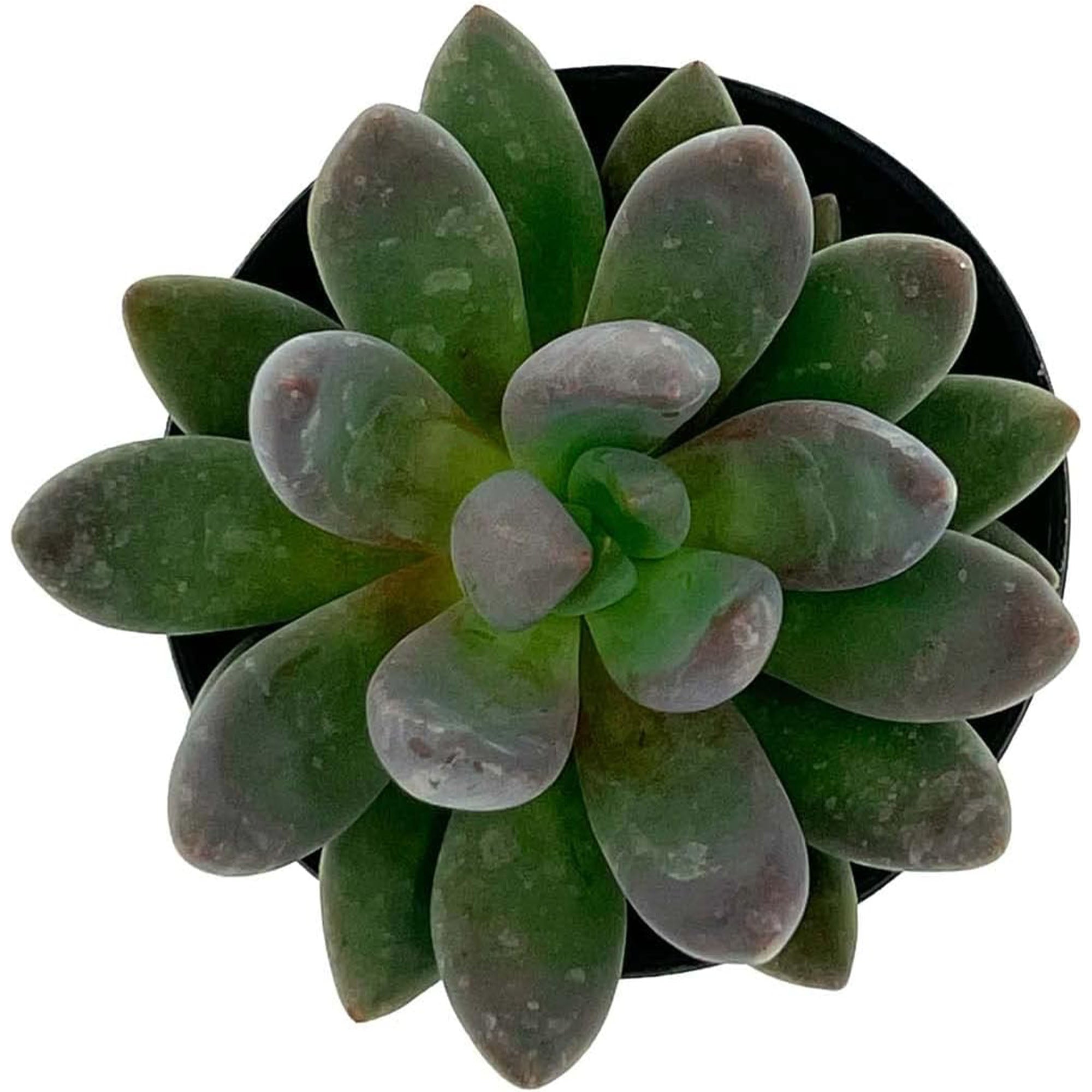 Succulent Agave Isthmensis Mediopicta