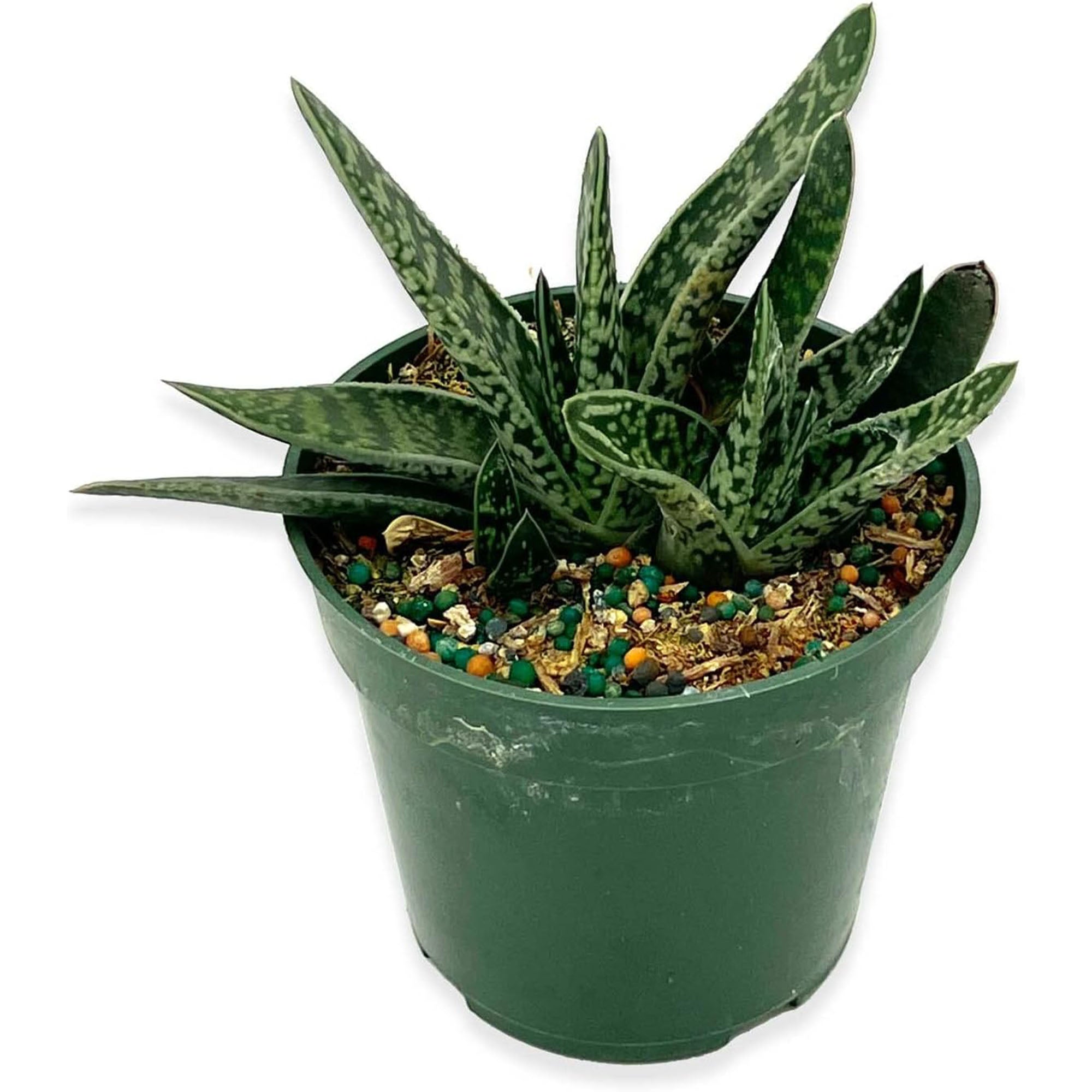 Succulent Gasteria Bicolor