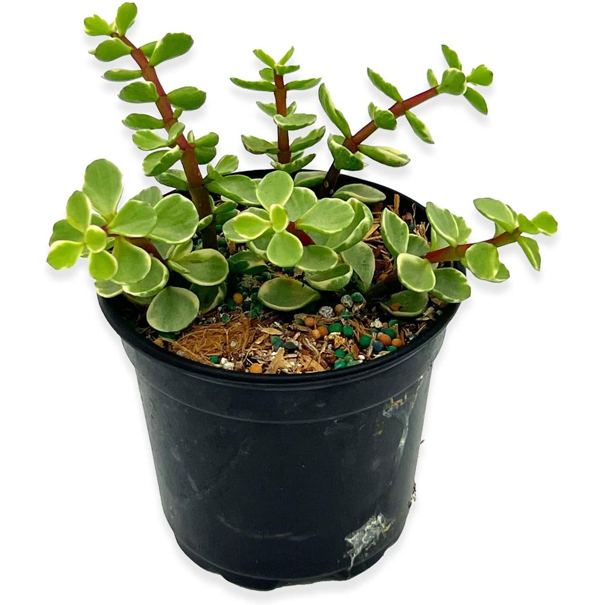 Succulent Portulacaria