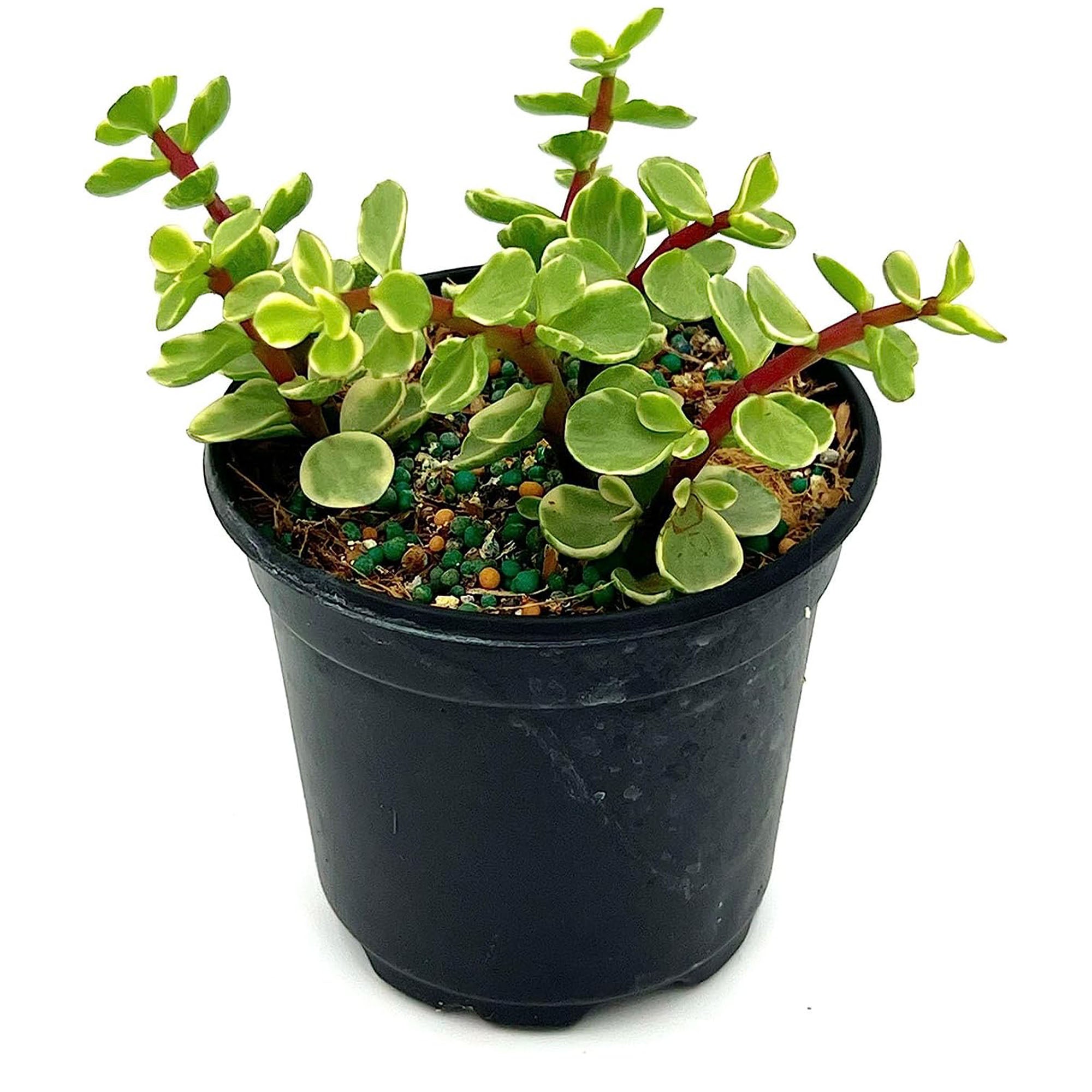 Succulent Portulacaria