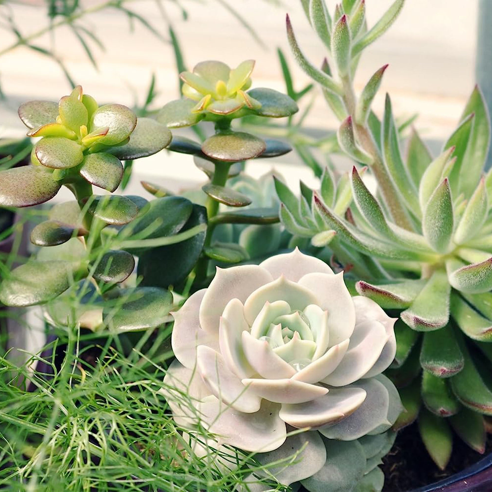 Succulent Agave Isthmensis Mediopicta