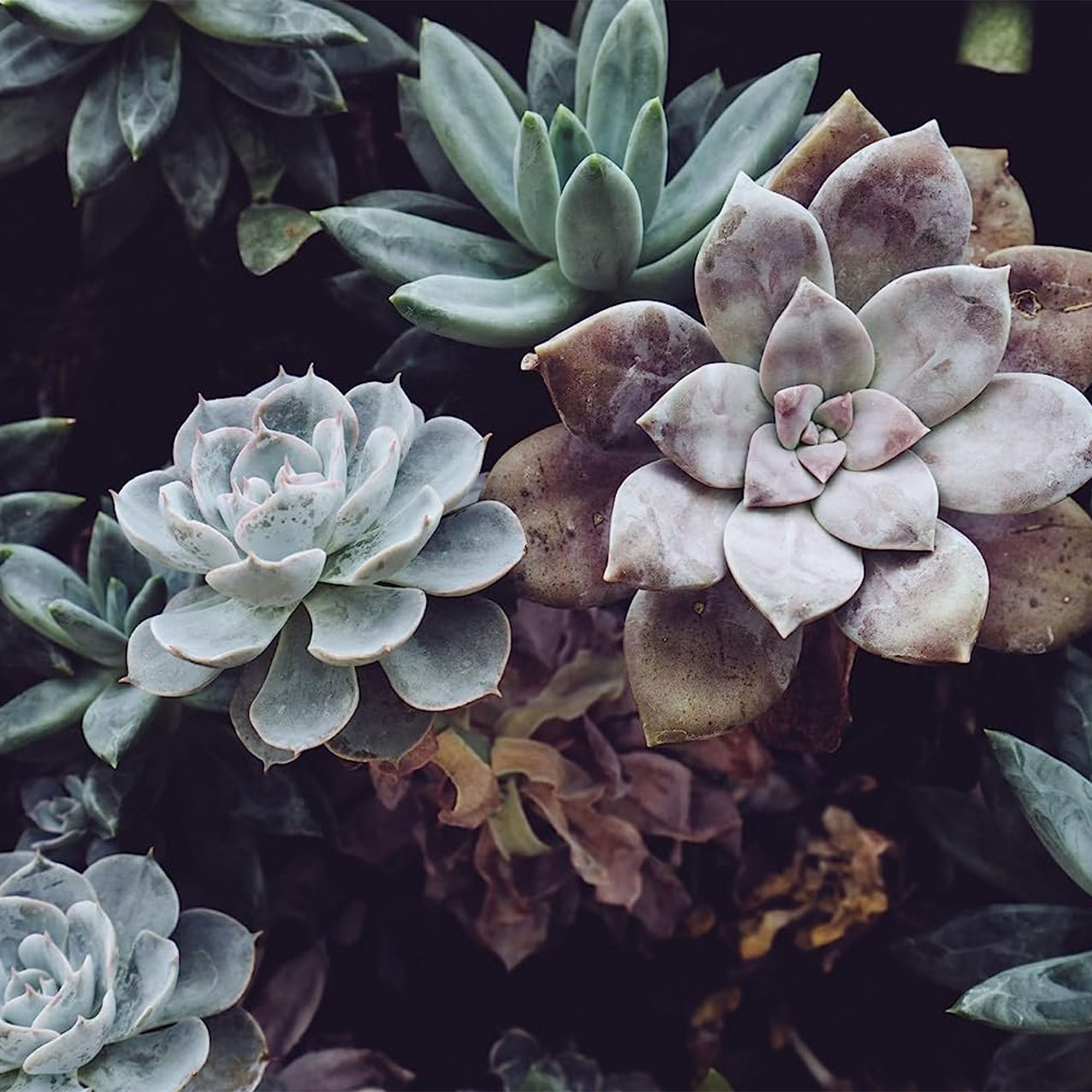 Succulent Agave Isthmensis Mediopicta