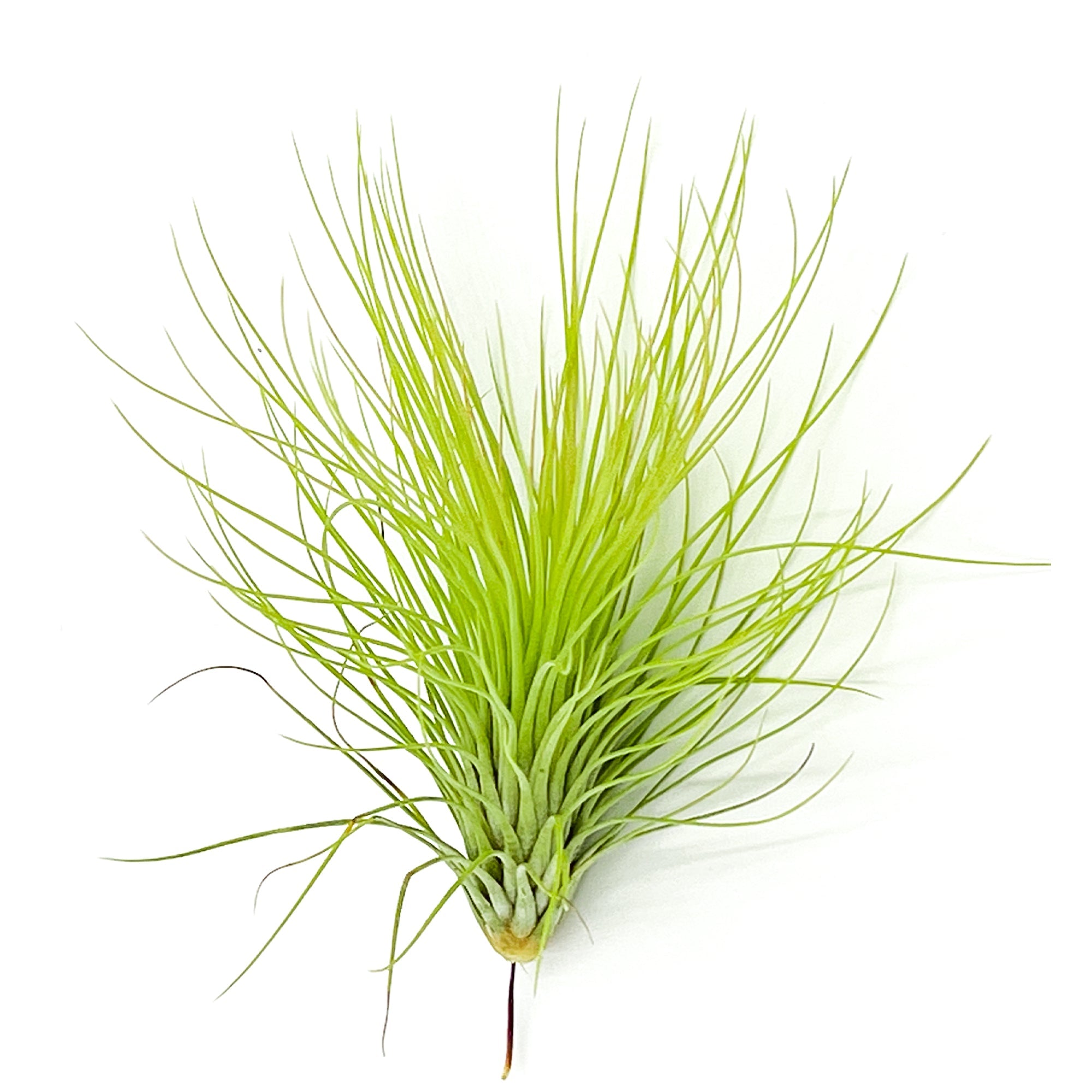 Tillandsia Andreana