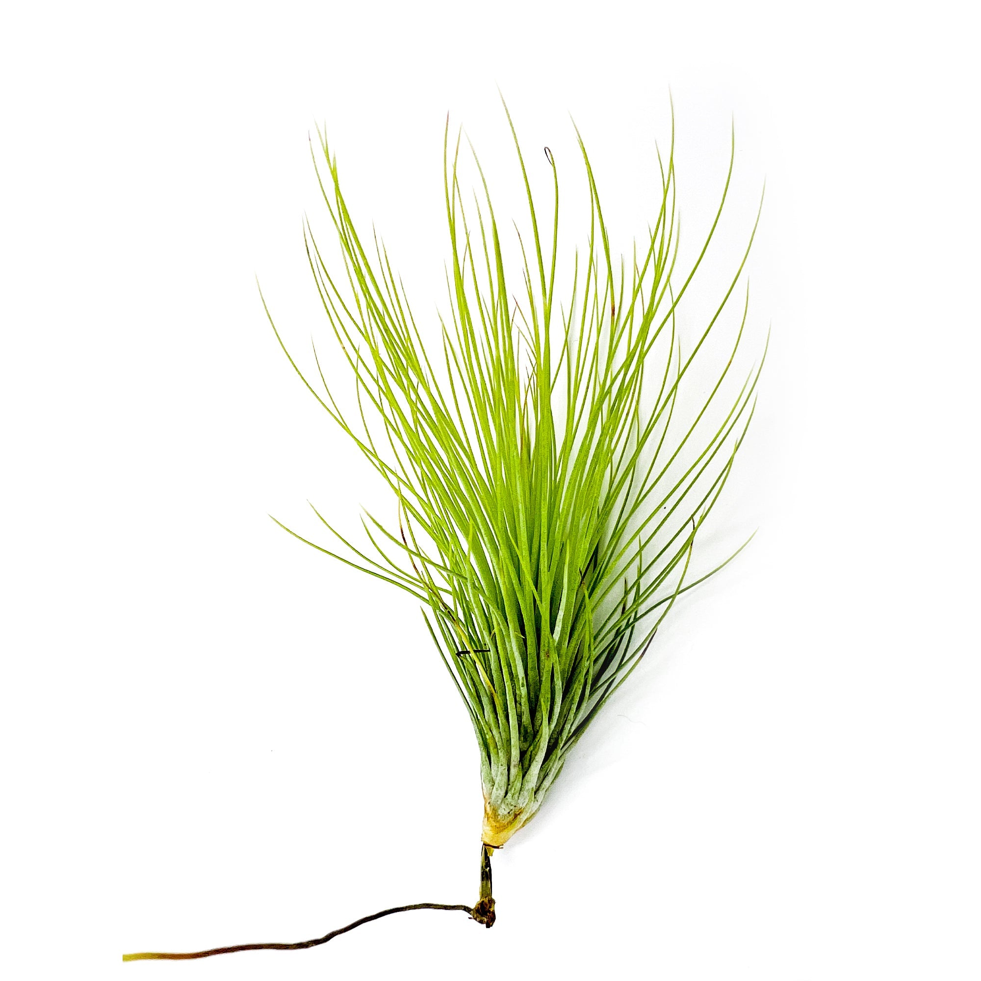 Tillandsia Andreana