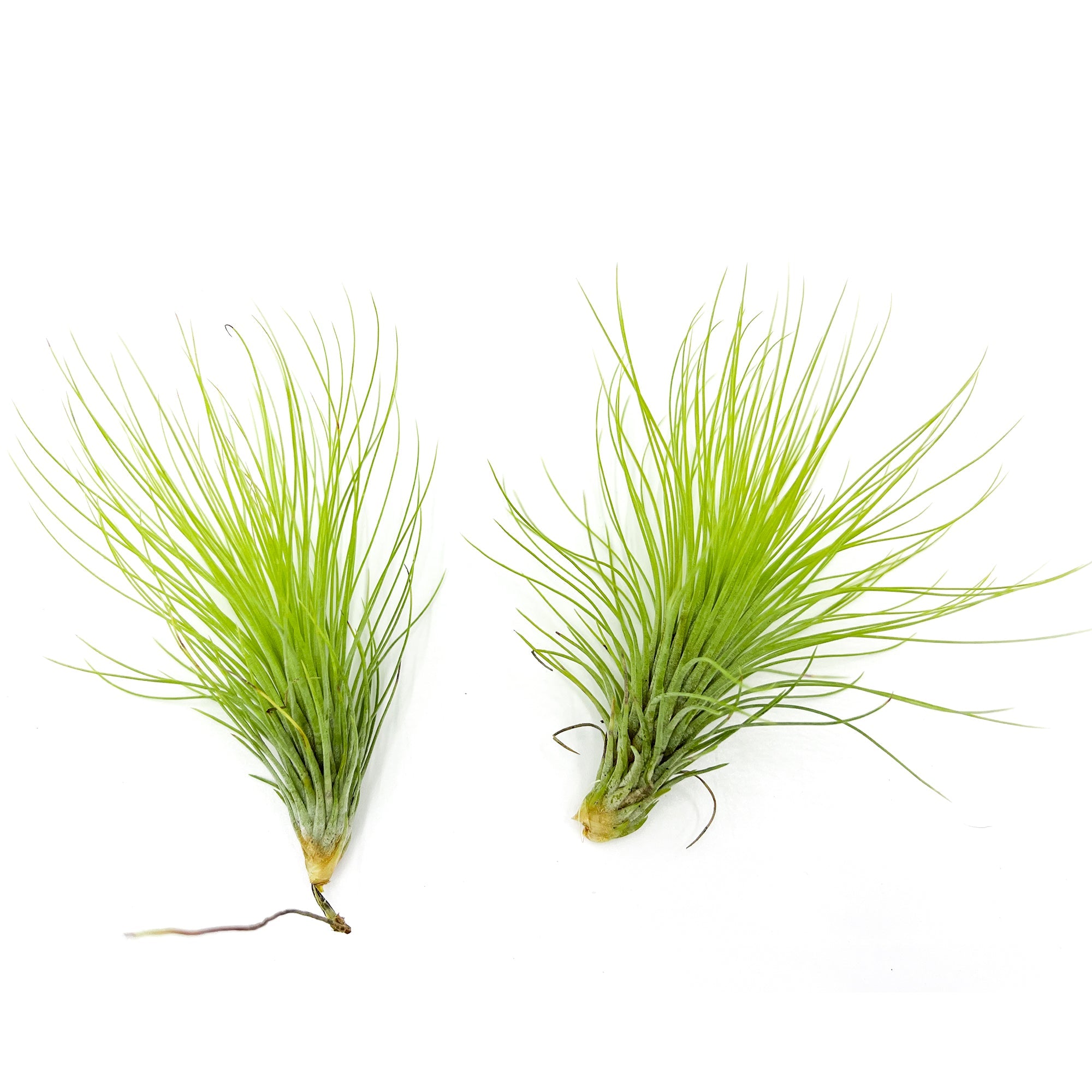 Tillandsia Andreana