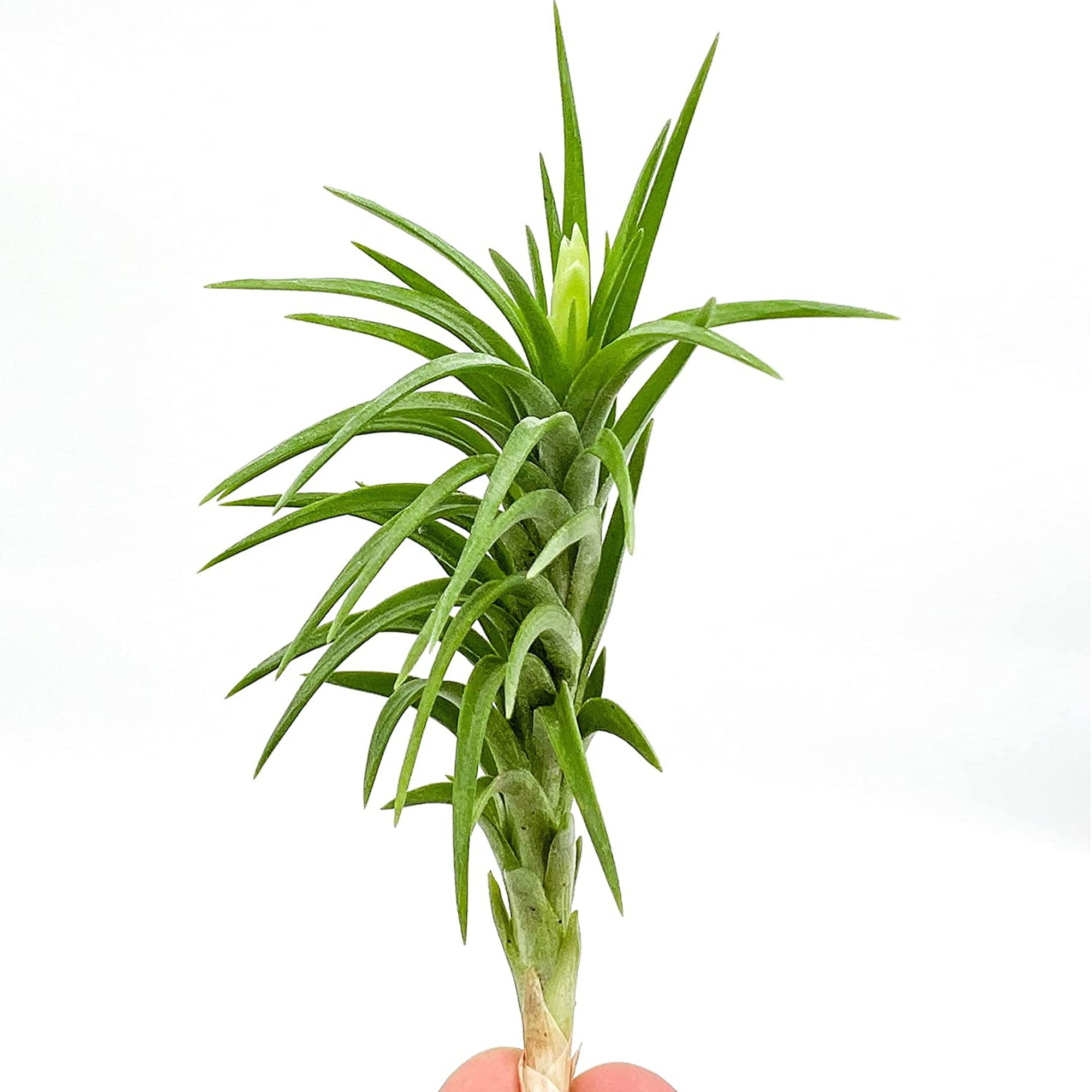 Tillandsia Araujei