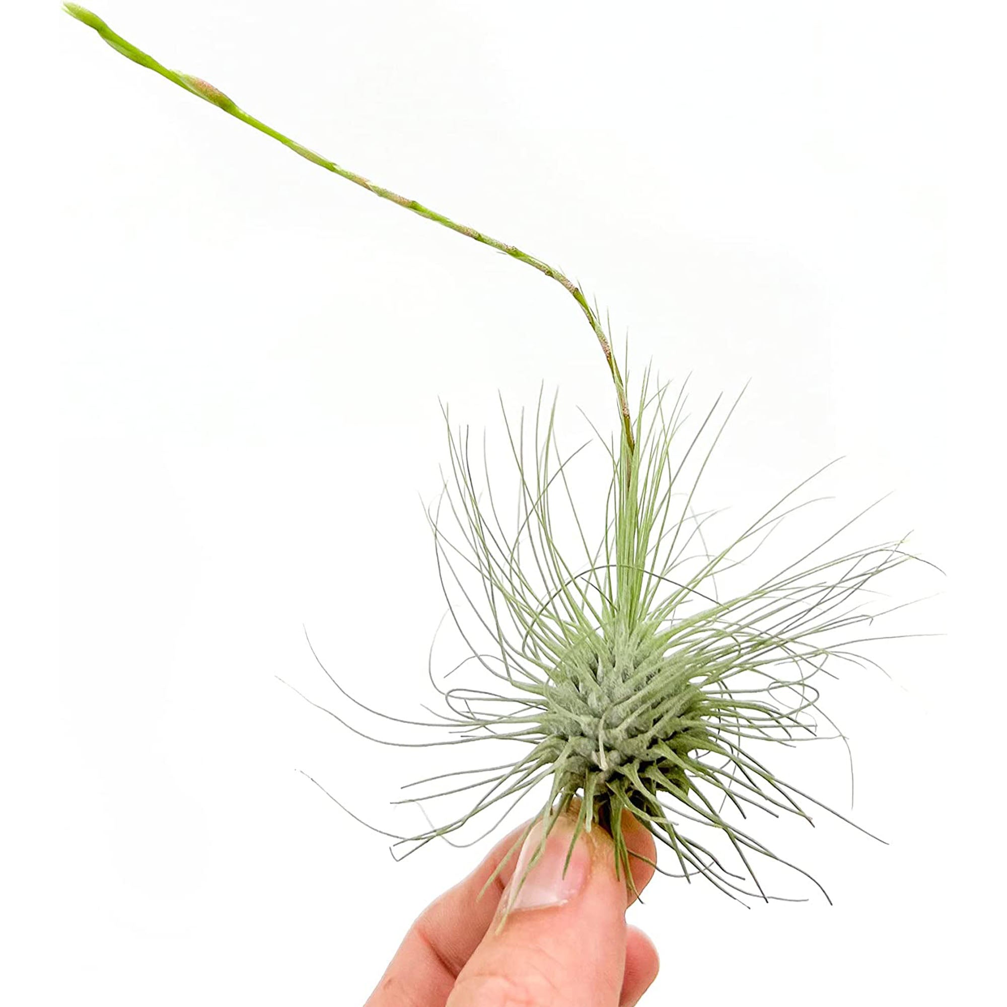 Tillandsia Argentea Regular