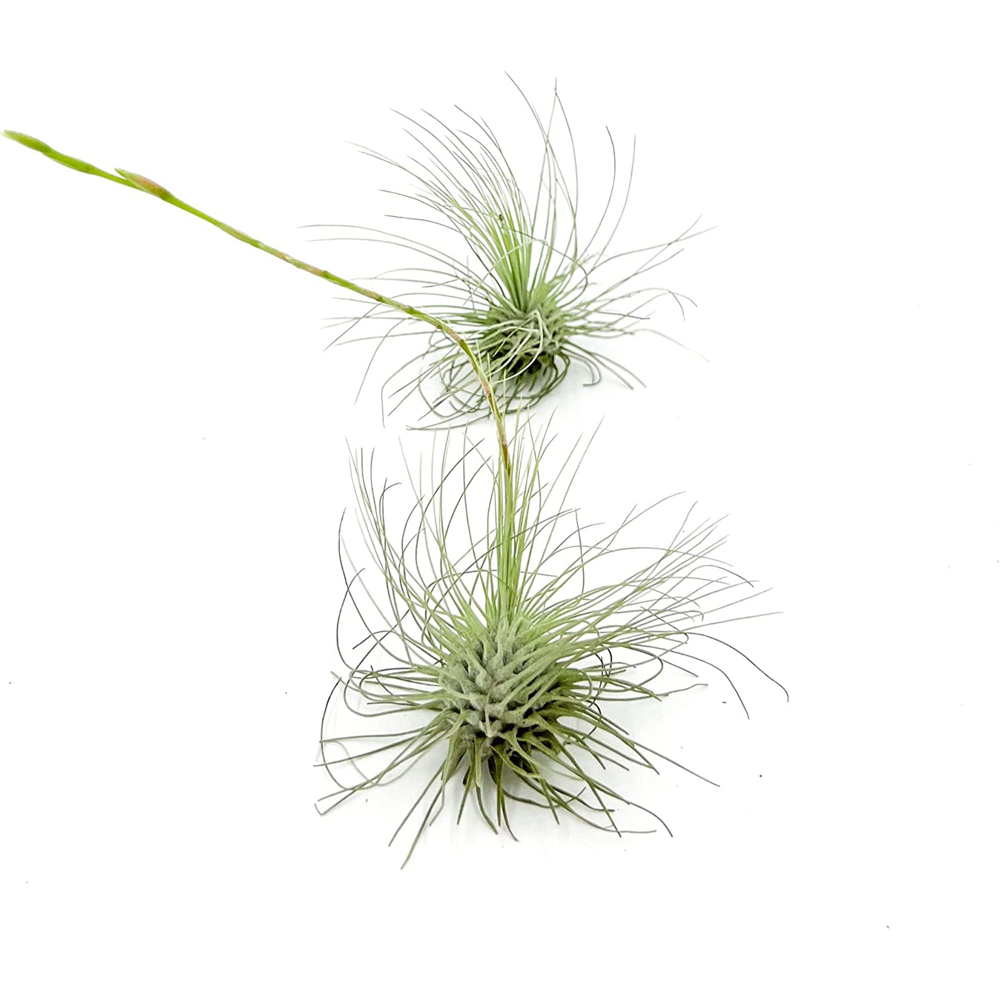 Tillandsia Argentea Regular