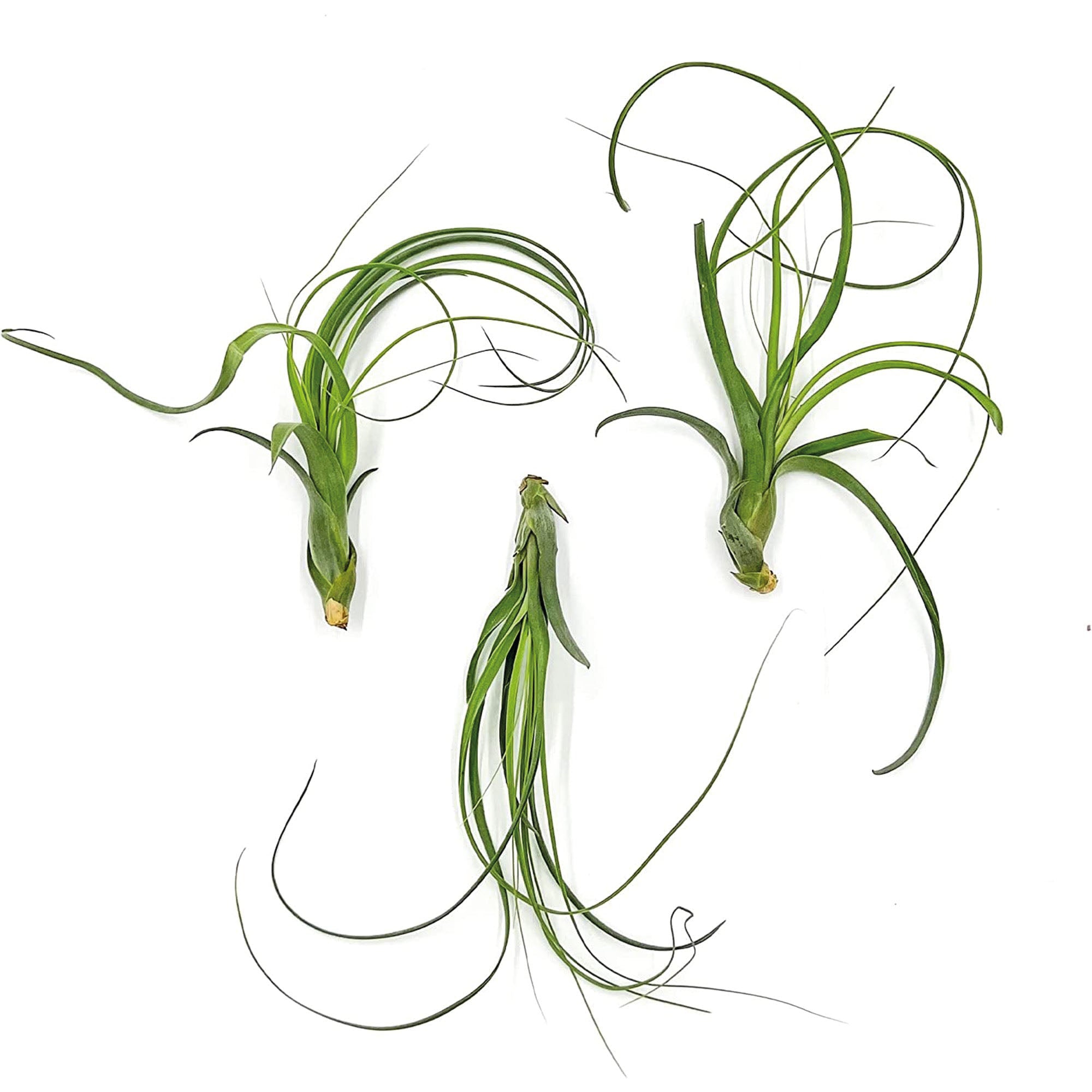 Tillandsia Balbisiana Jumbo