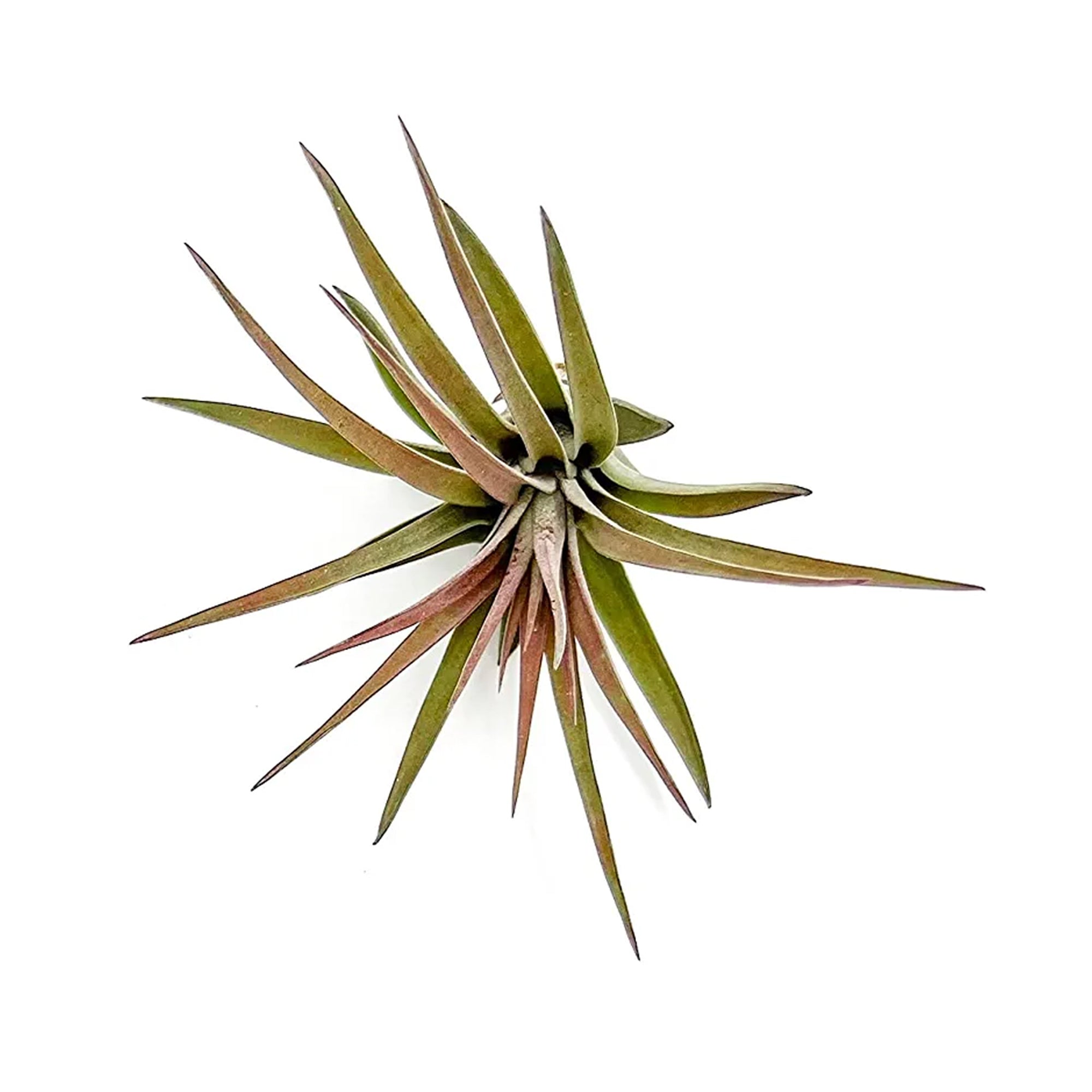 Tillandsia Brachycaulos Abdita