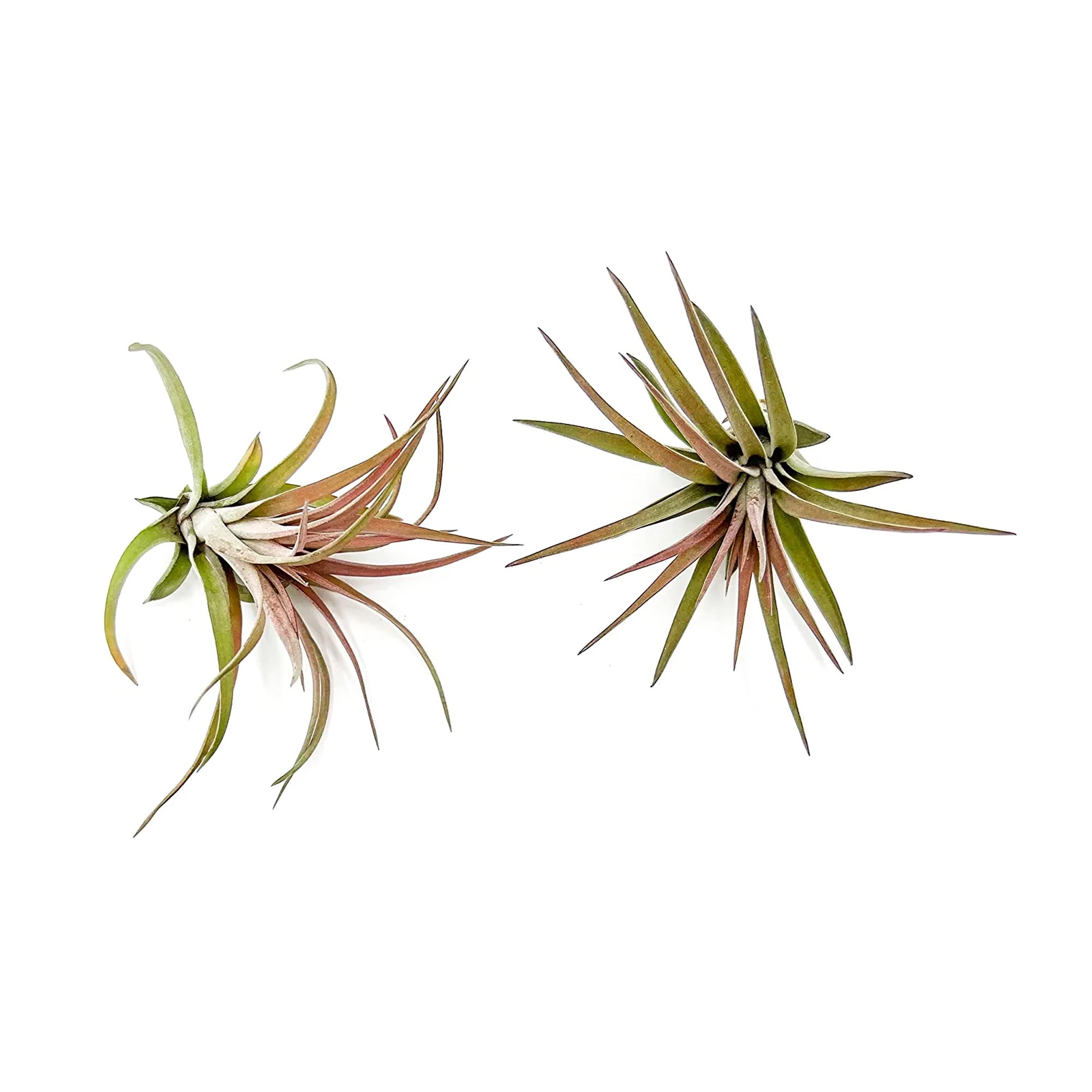 Tillandsia Brachycaulos Abdita