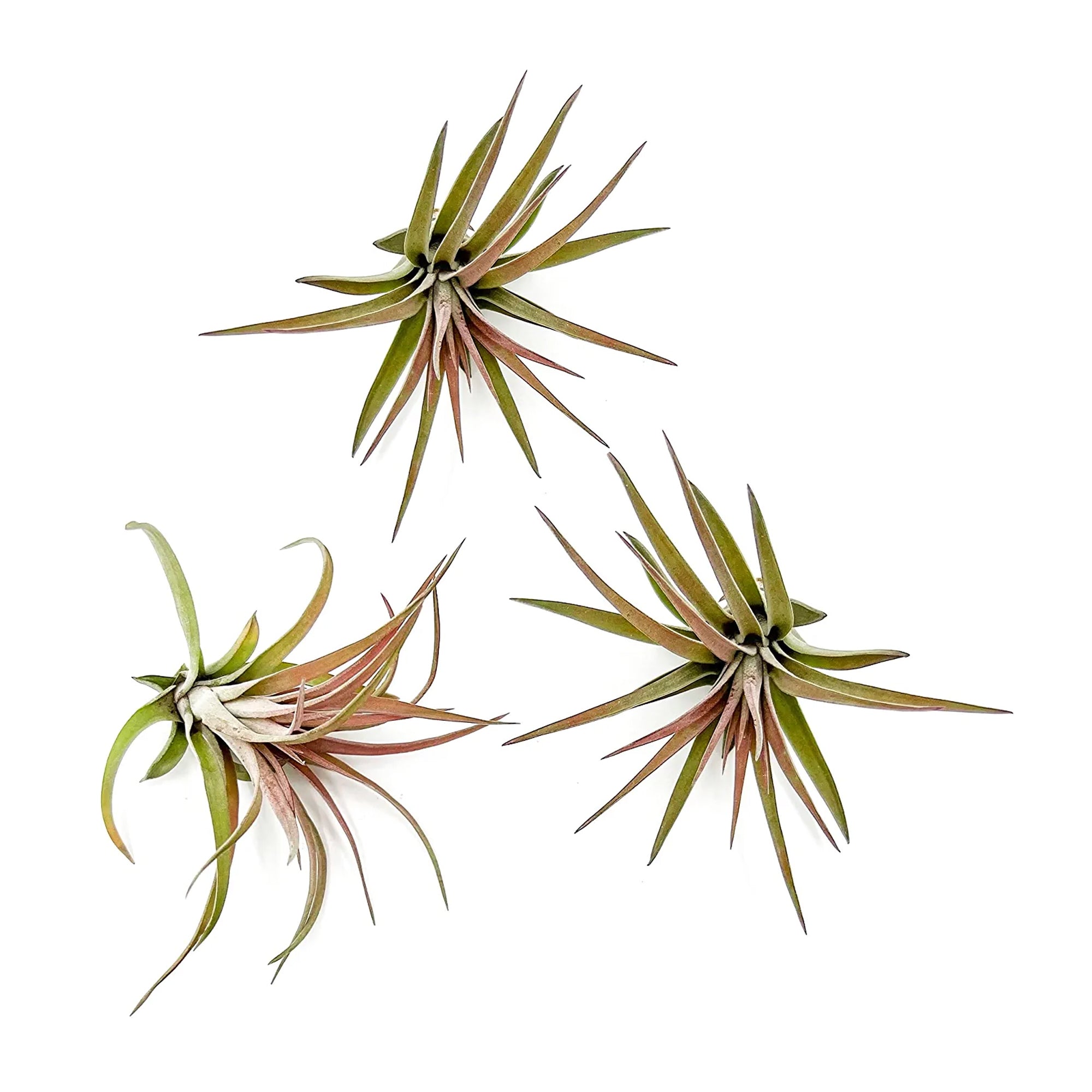 Tillandsia Brachycaulos Abdita