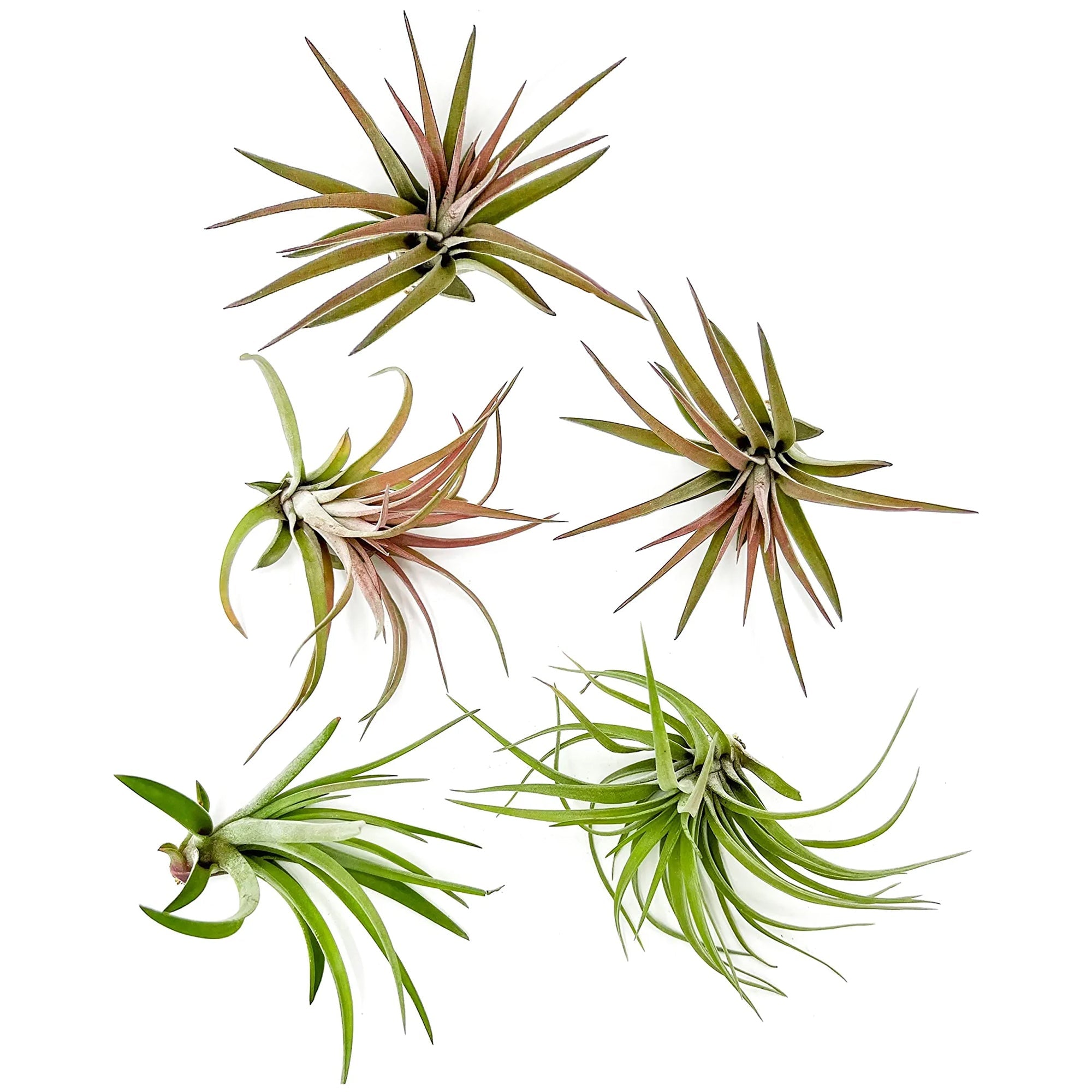 Tillandsia Brachycaulos Abdita