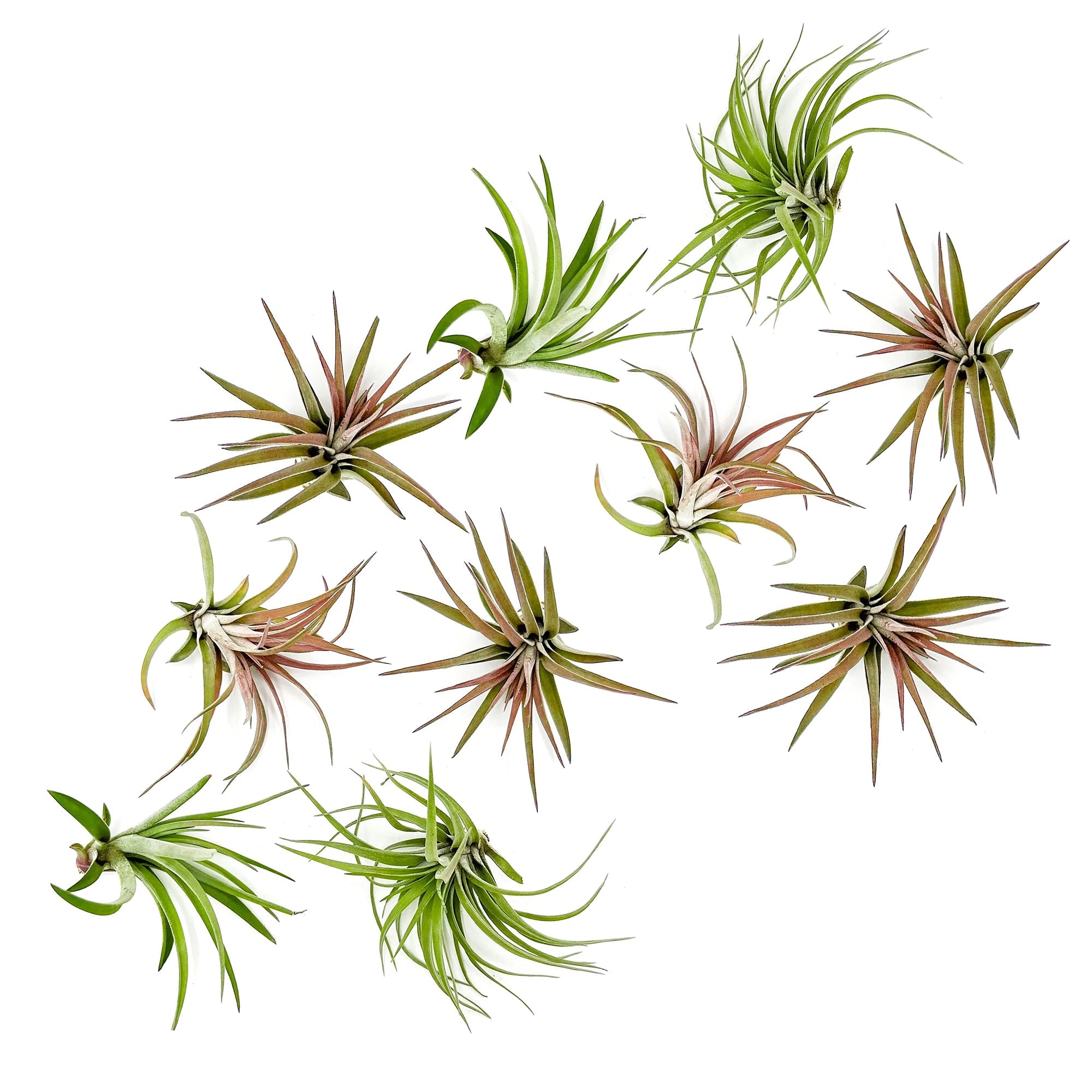 Tillandsia Brachycaulos Abdita