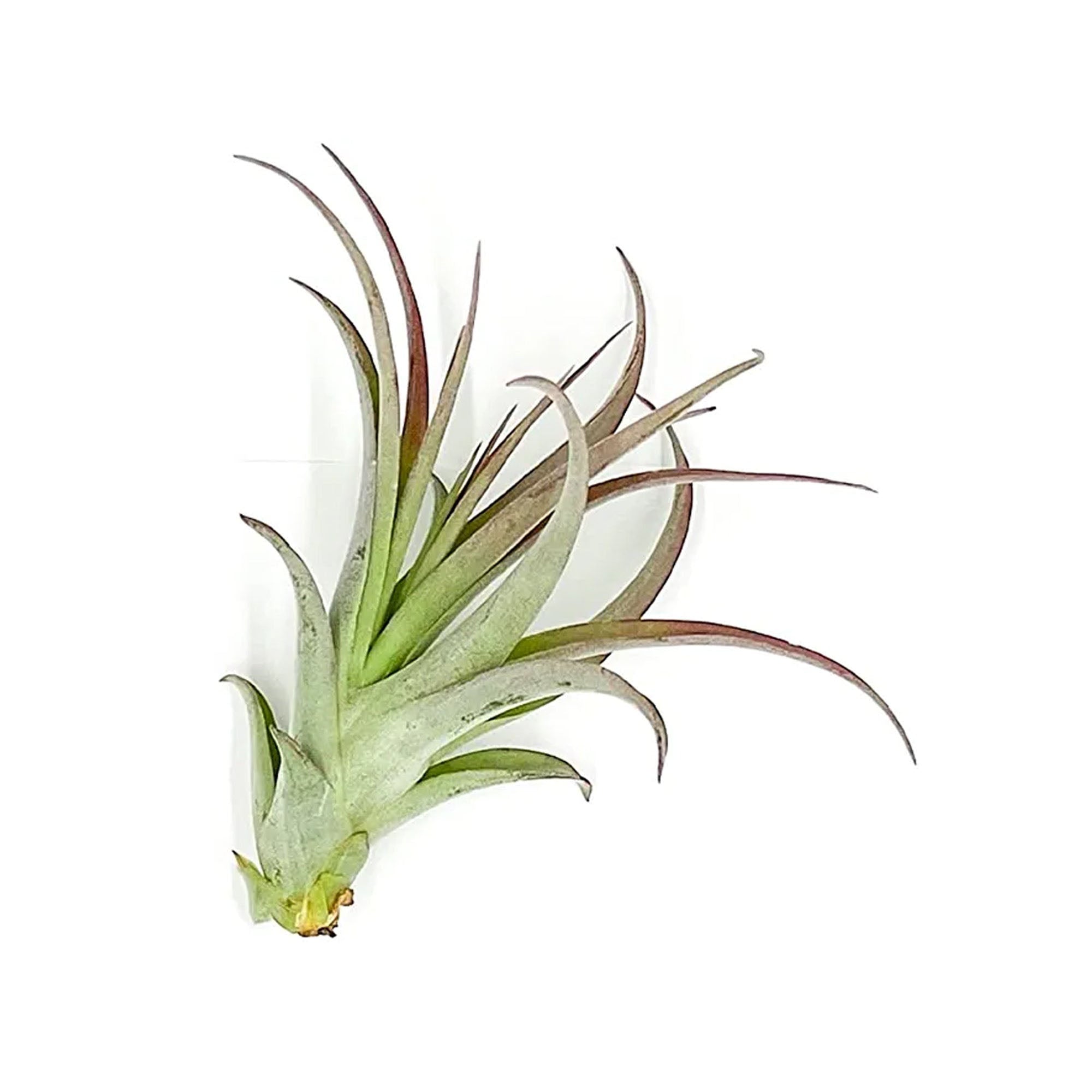 Tillandsia Brachycaulos Multiflora