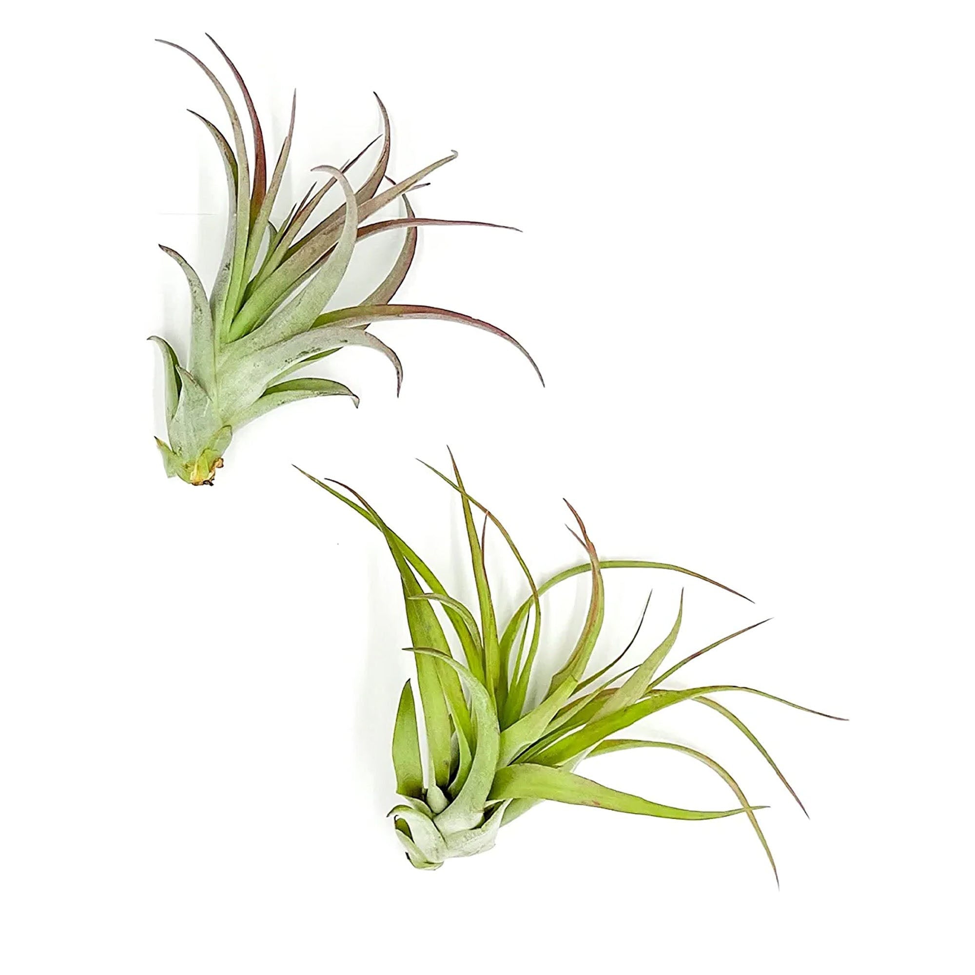 Tillandsia Brachycaulos Multiflora